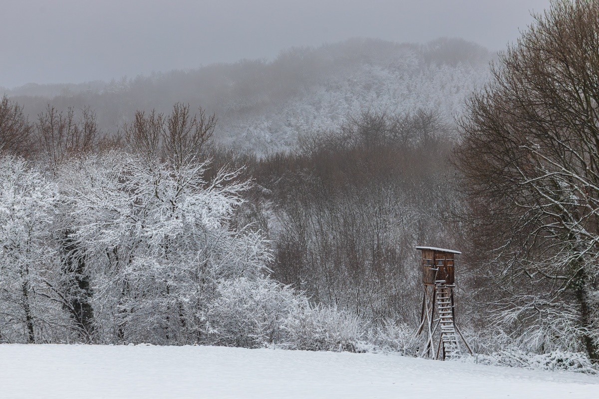 Winterwald in Hennef