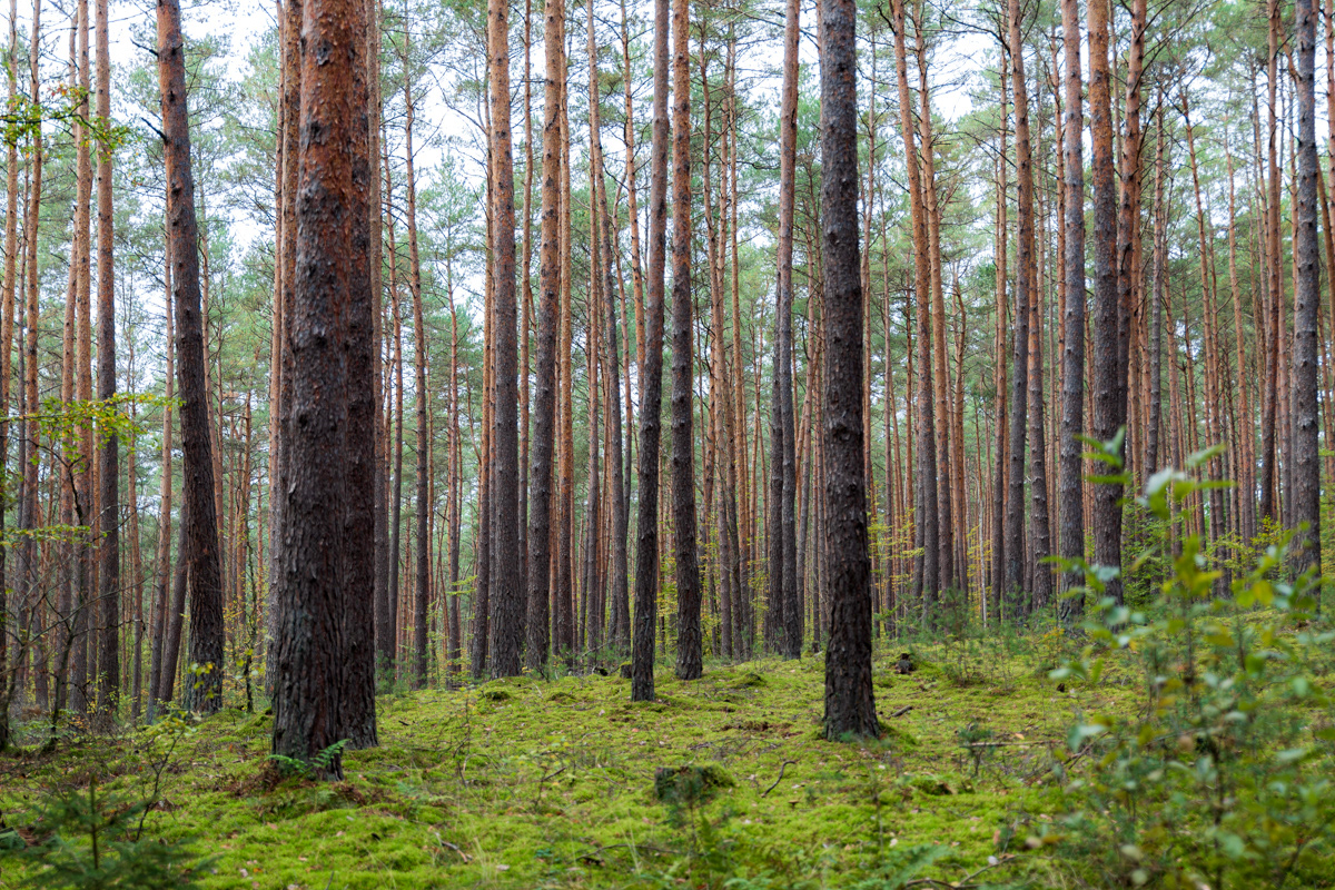 Wald in Hessen