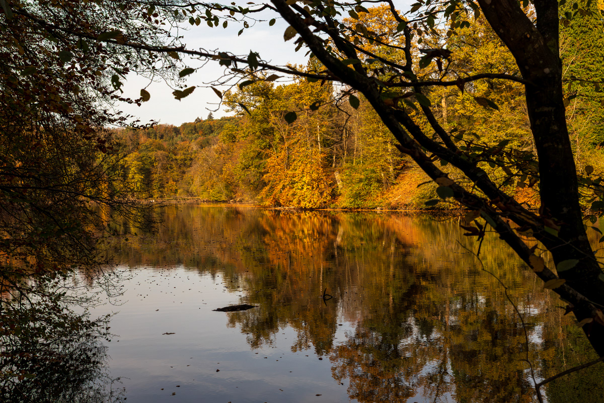 Herbstwald am Burggraben der Burg Herrnstein