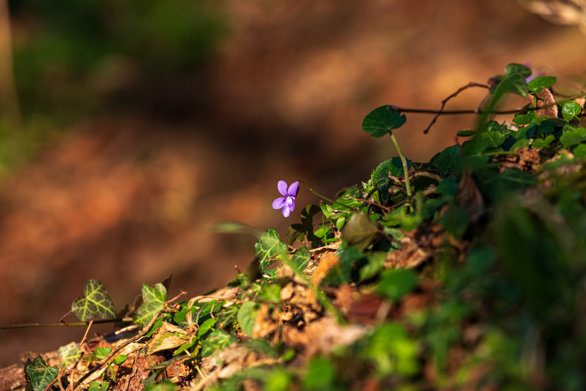Veilchen im Wald