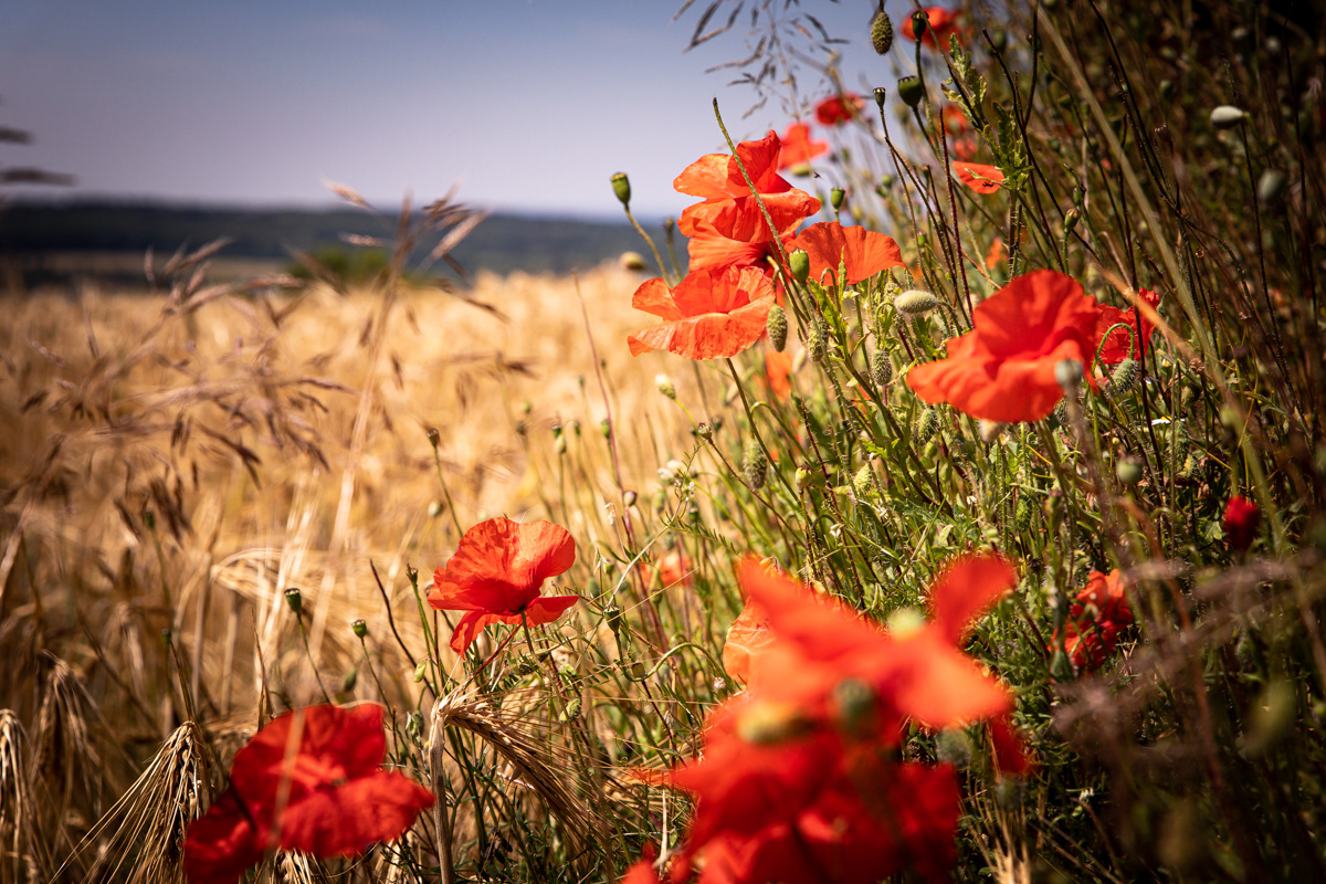 Mohn und Gerste