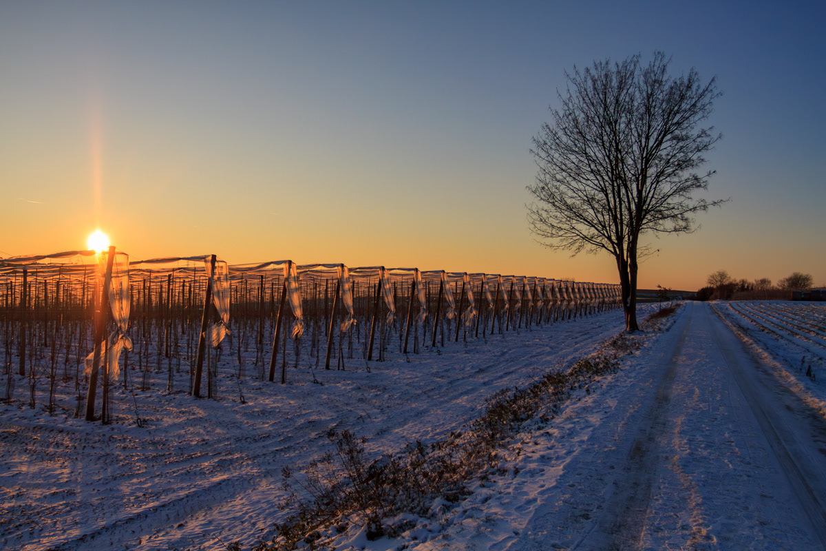 Apfelplantage im Schnee