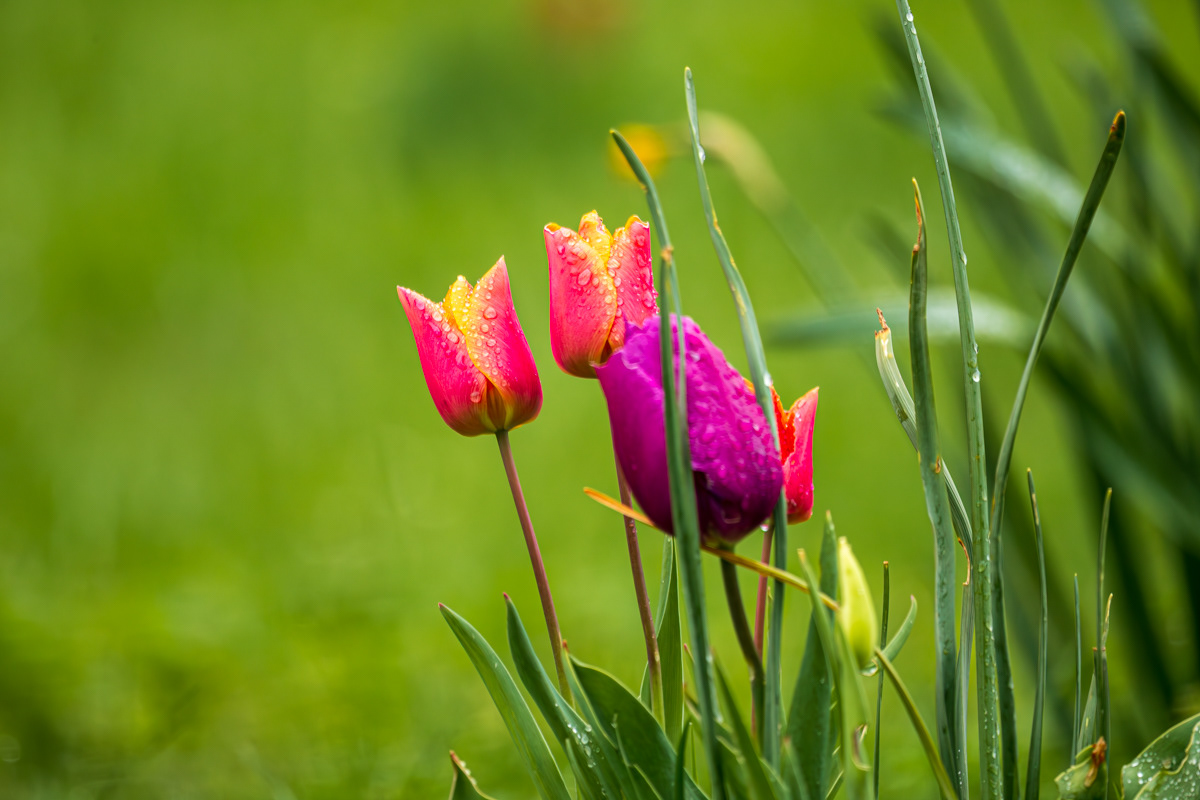 bunte Tulpen