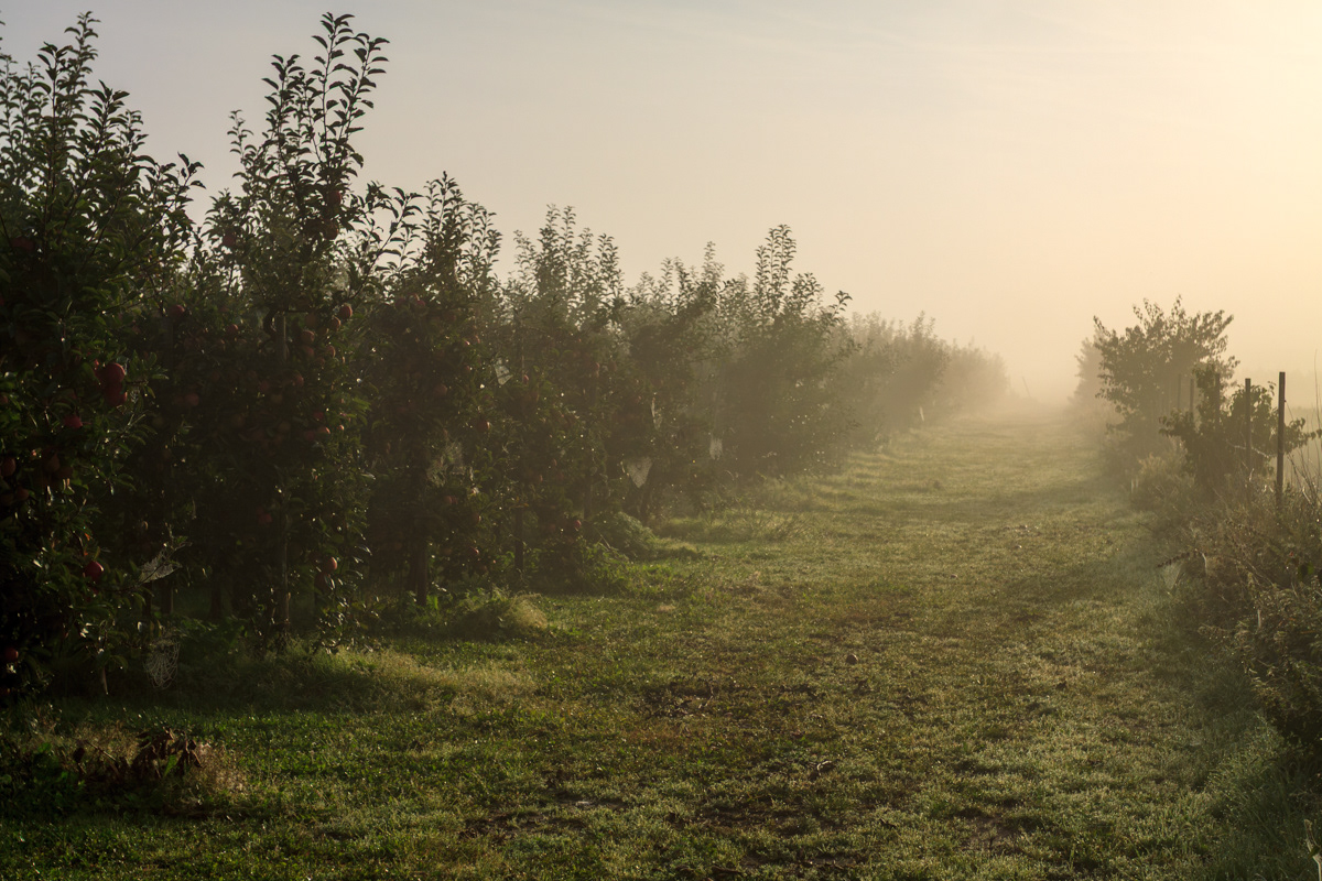 Apfelbäume im Herbstnebel