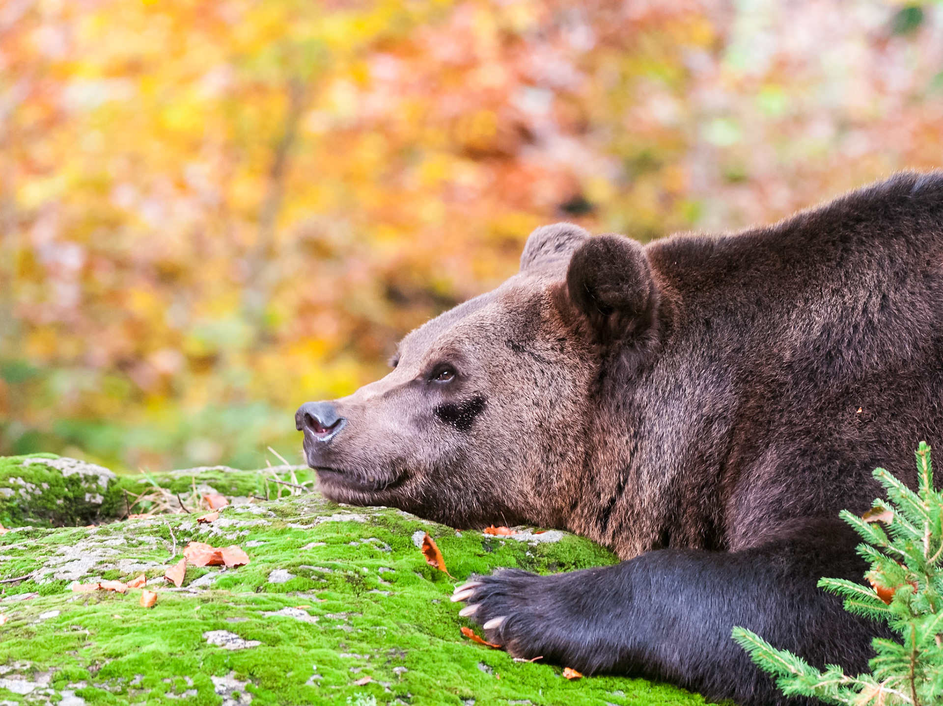 Schön, so ein Bärenleben !