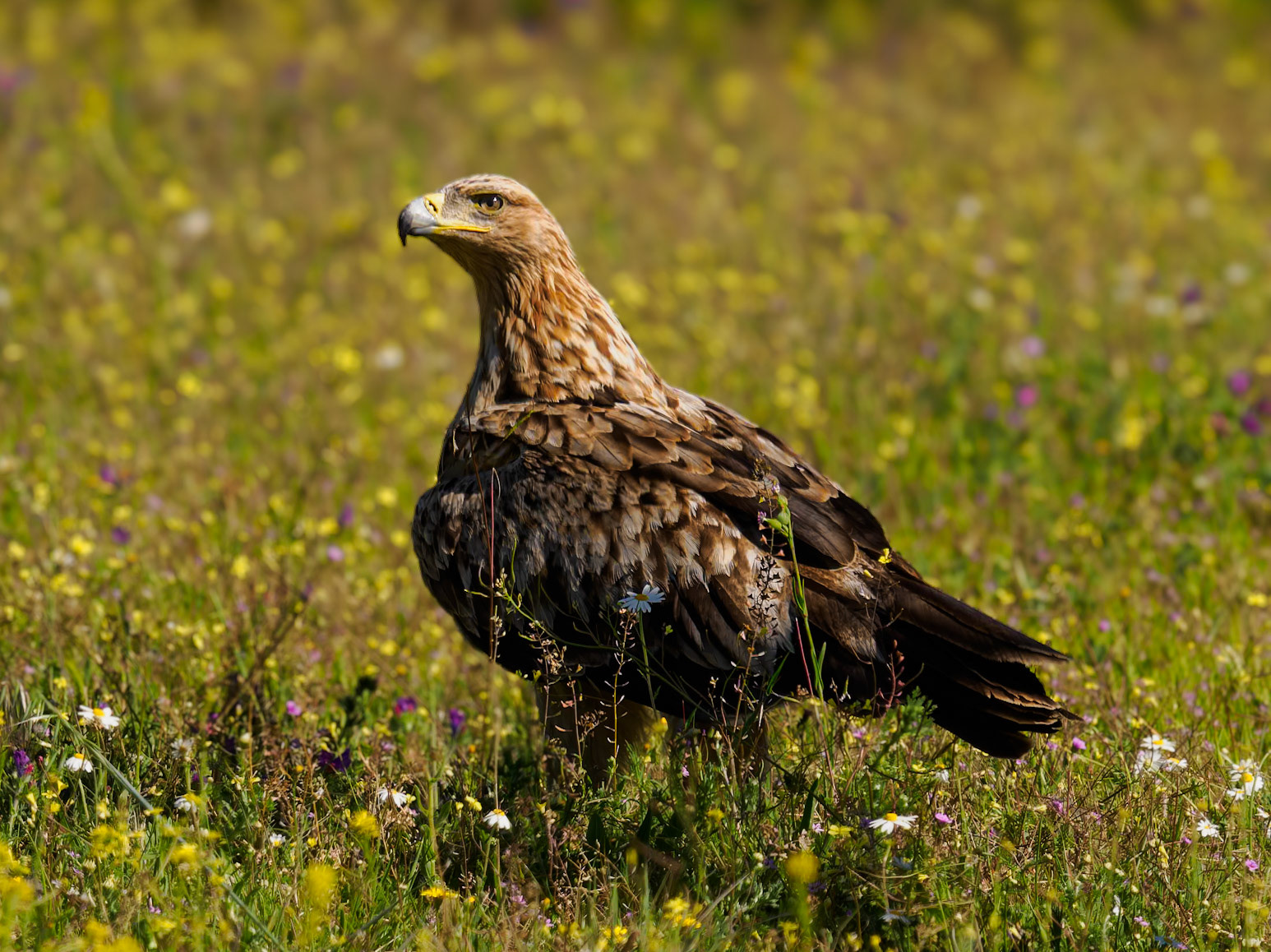 spanischer kaiseradler in Blumenwiese