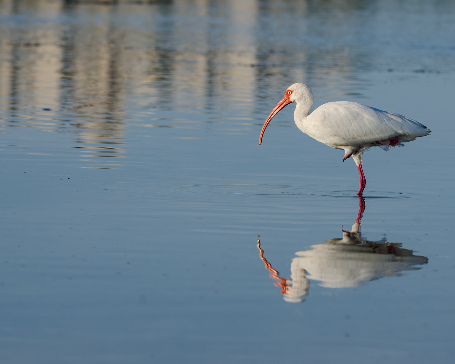 Schneesichler ( Ibis ) im späten Licht