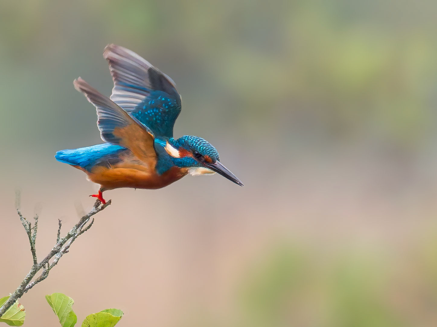 abfliegender Eisvogel