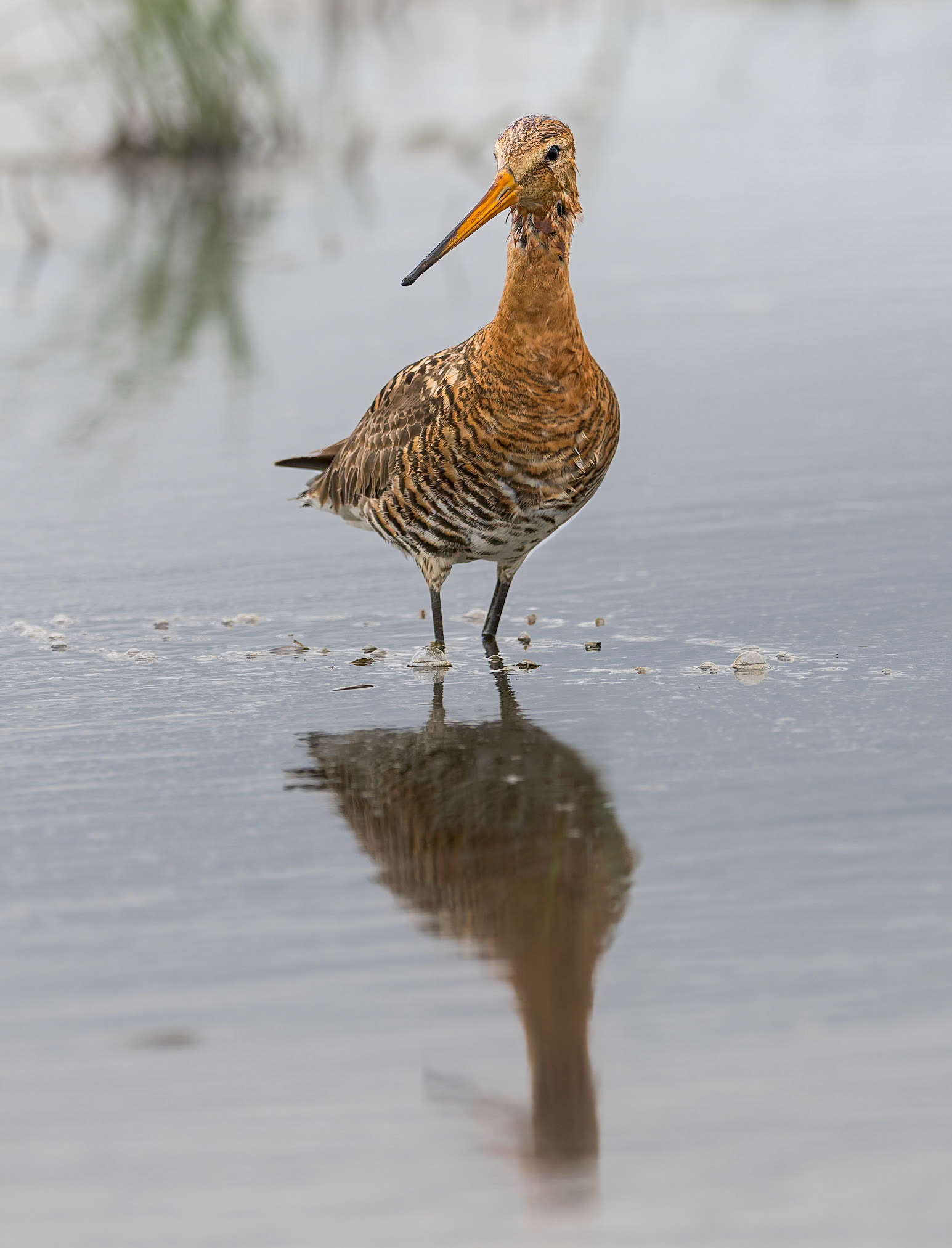 watende Uferschnepfe