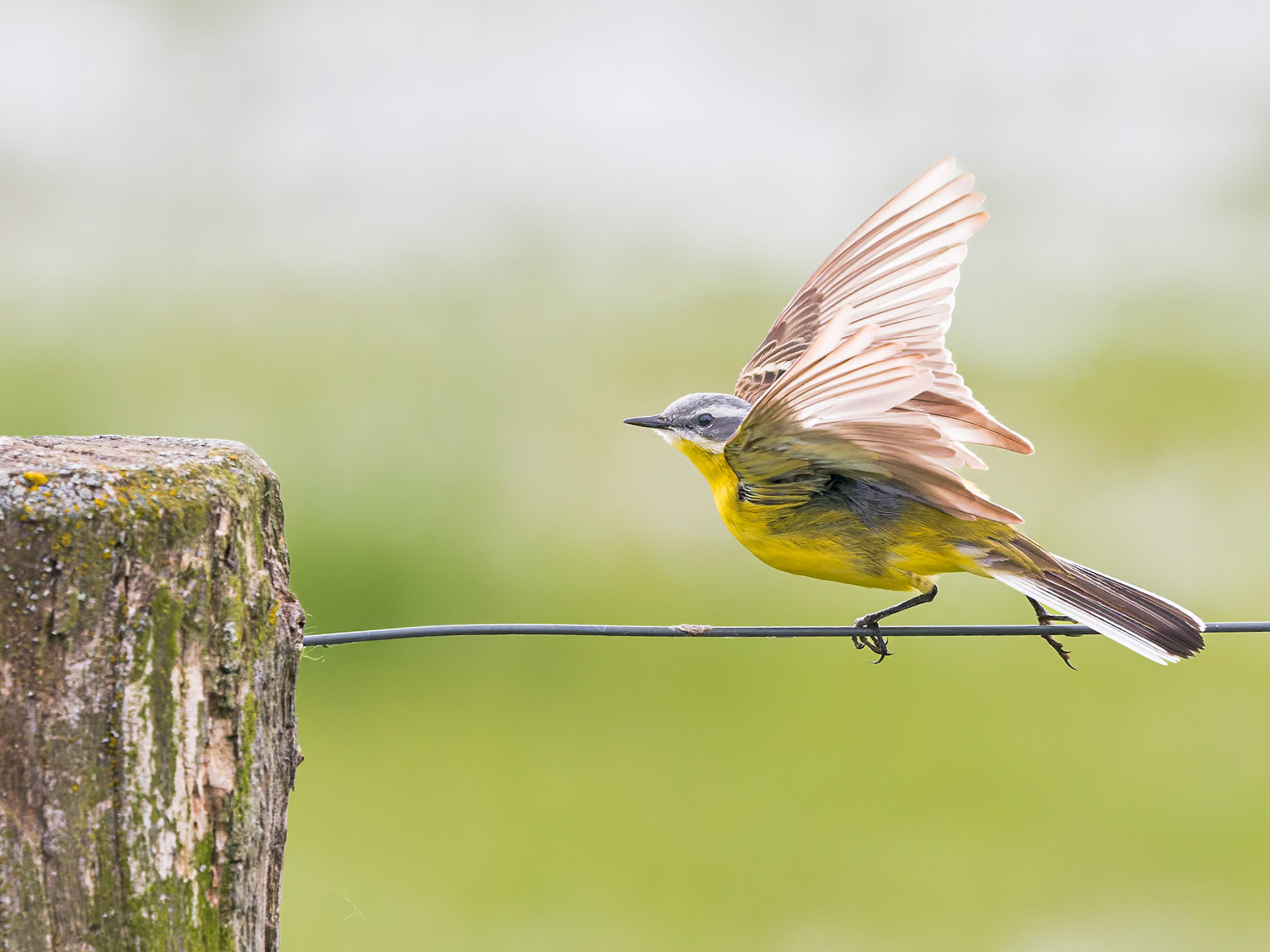 Abfliegende Schafstelze