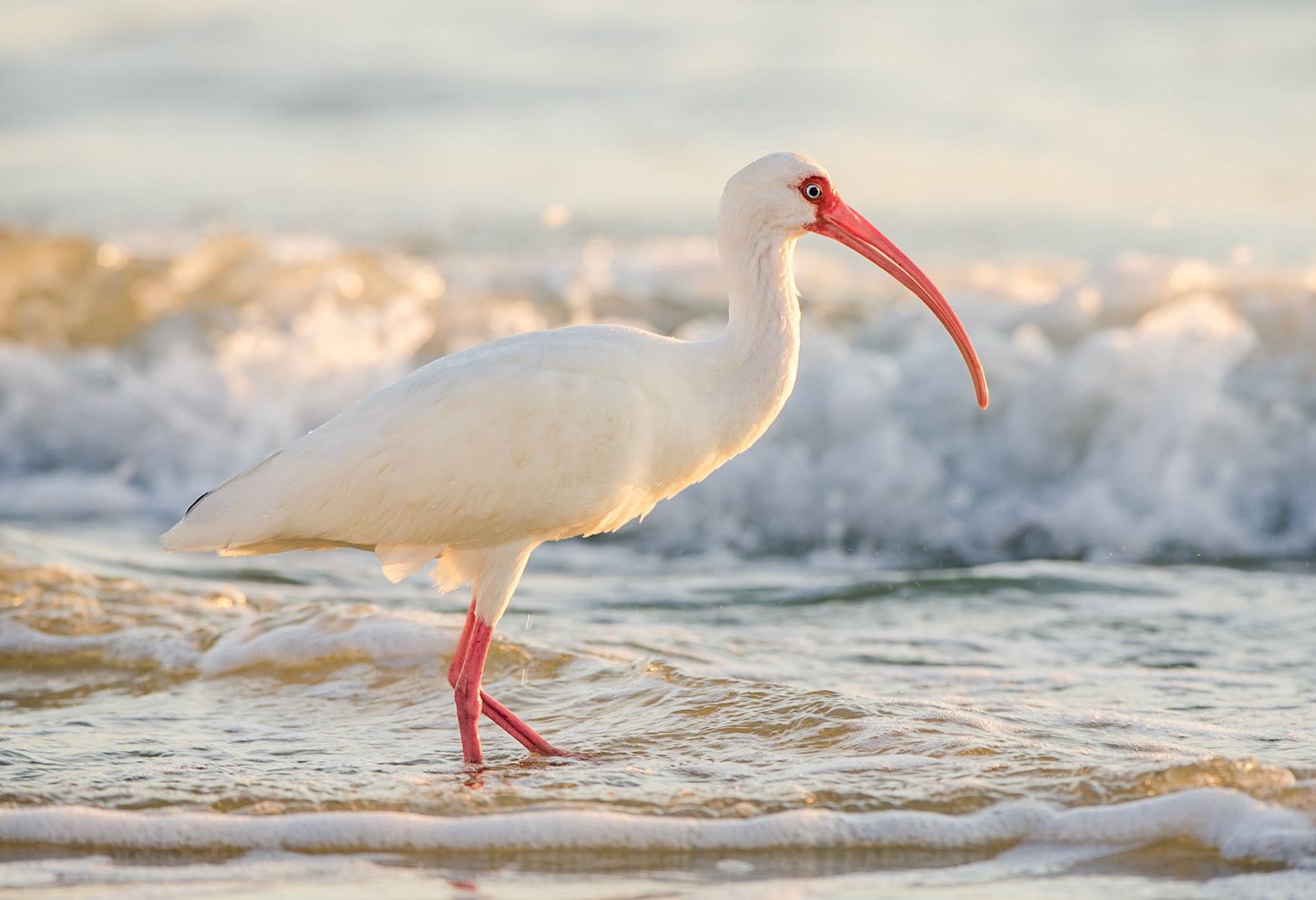 weißer Sichler im Abendlicht
