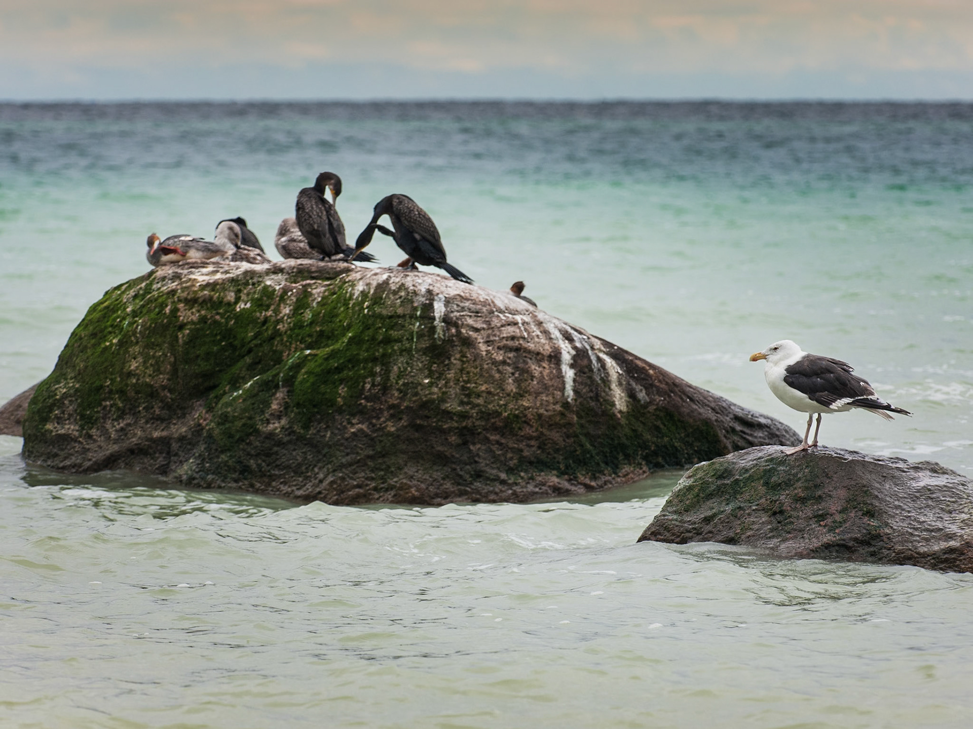 'Vogelfelsen' vor der kreideküste