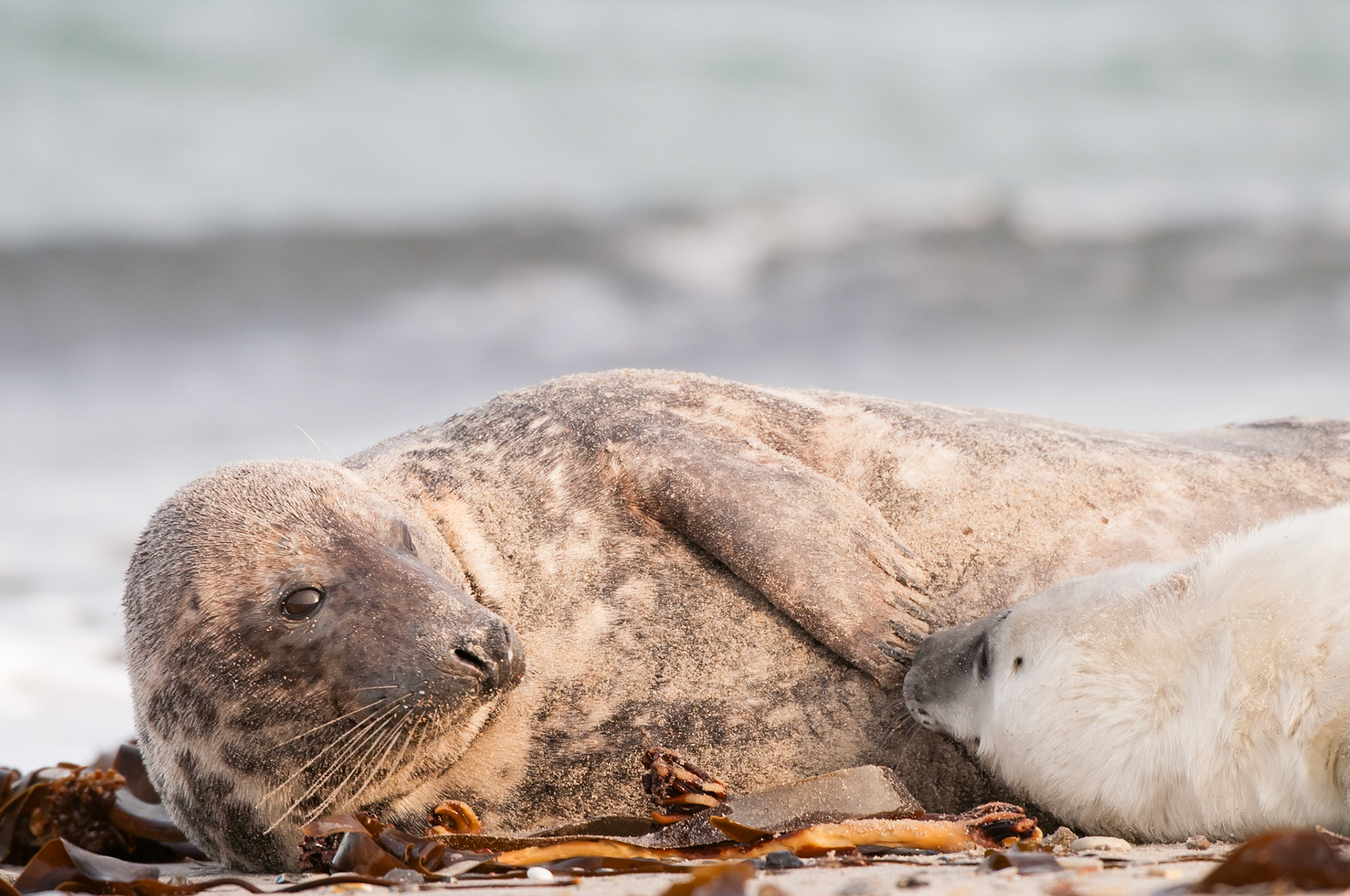 säugende Kegelrobbe