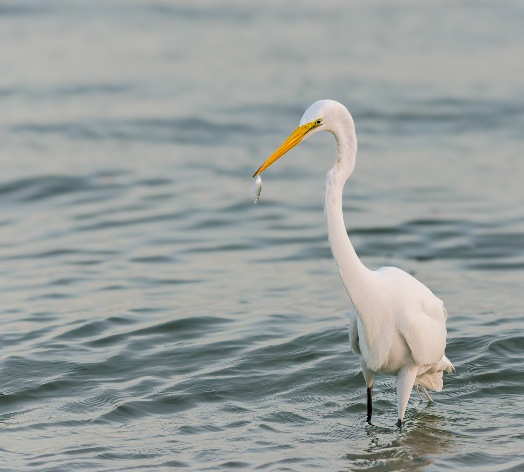 Silberreiher mit Jagderfolg