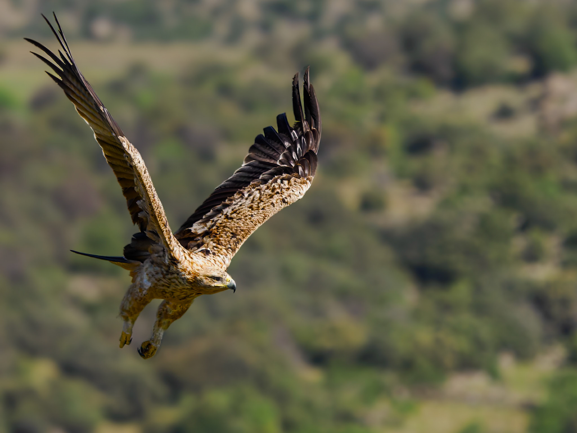 spanischer Kaiseradler im Vorbeiflug