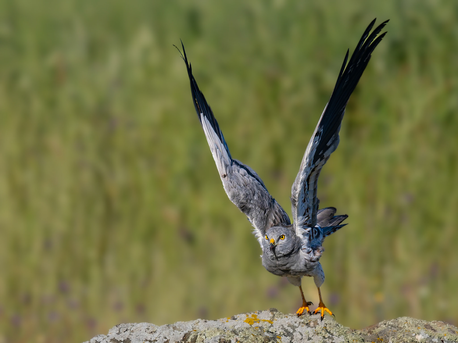 Wiesenweihe im Abflug