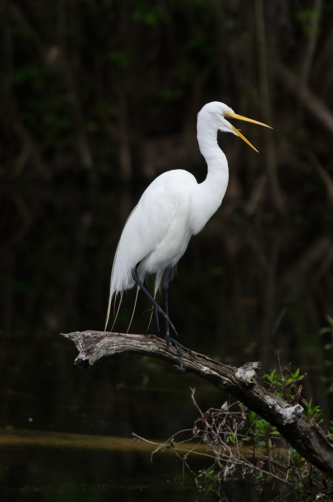 Seidenreiher im Mangrovenwald