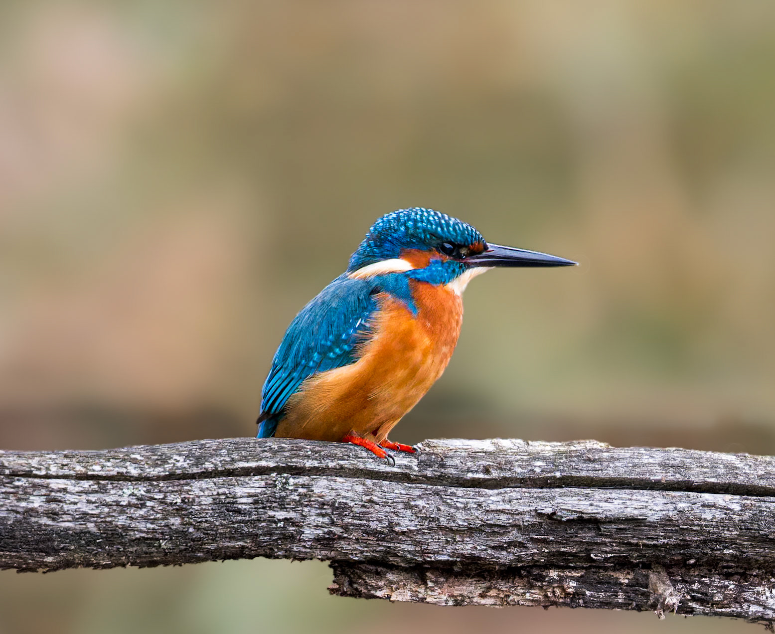 Eisvogel