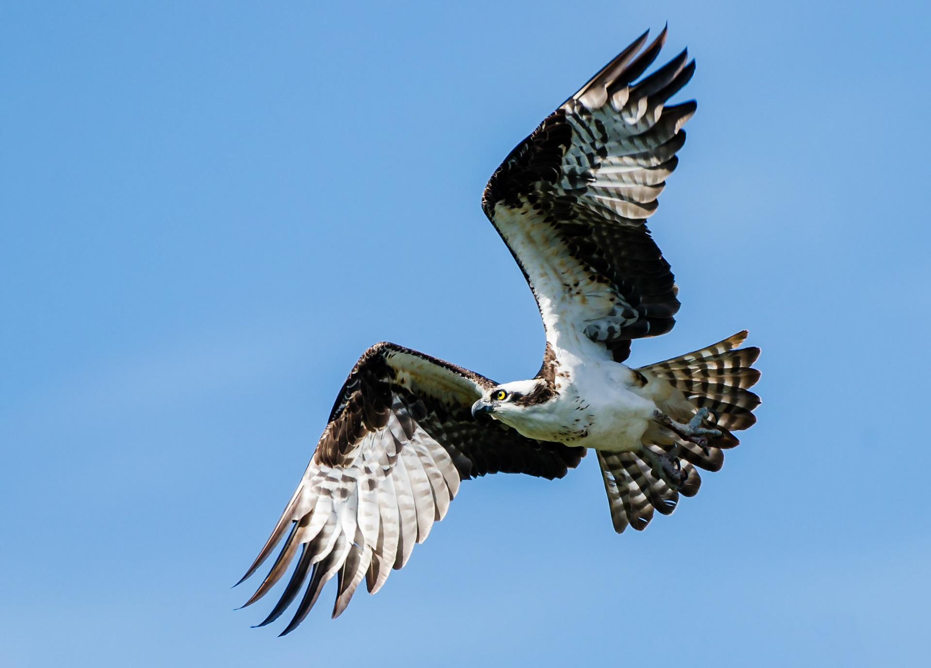 Fischadler im Flug