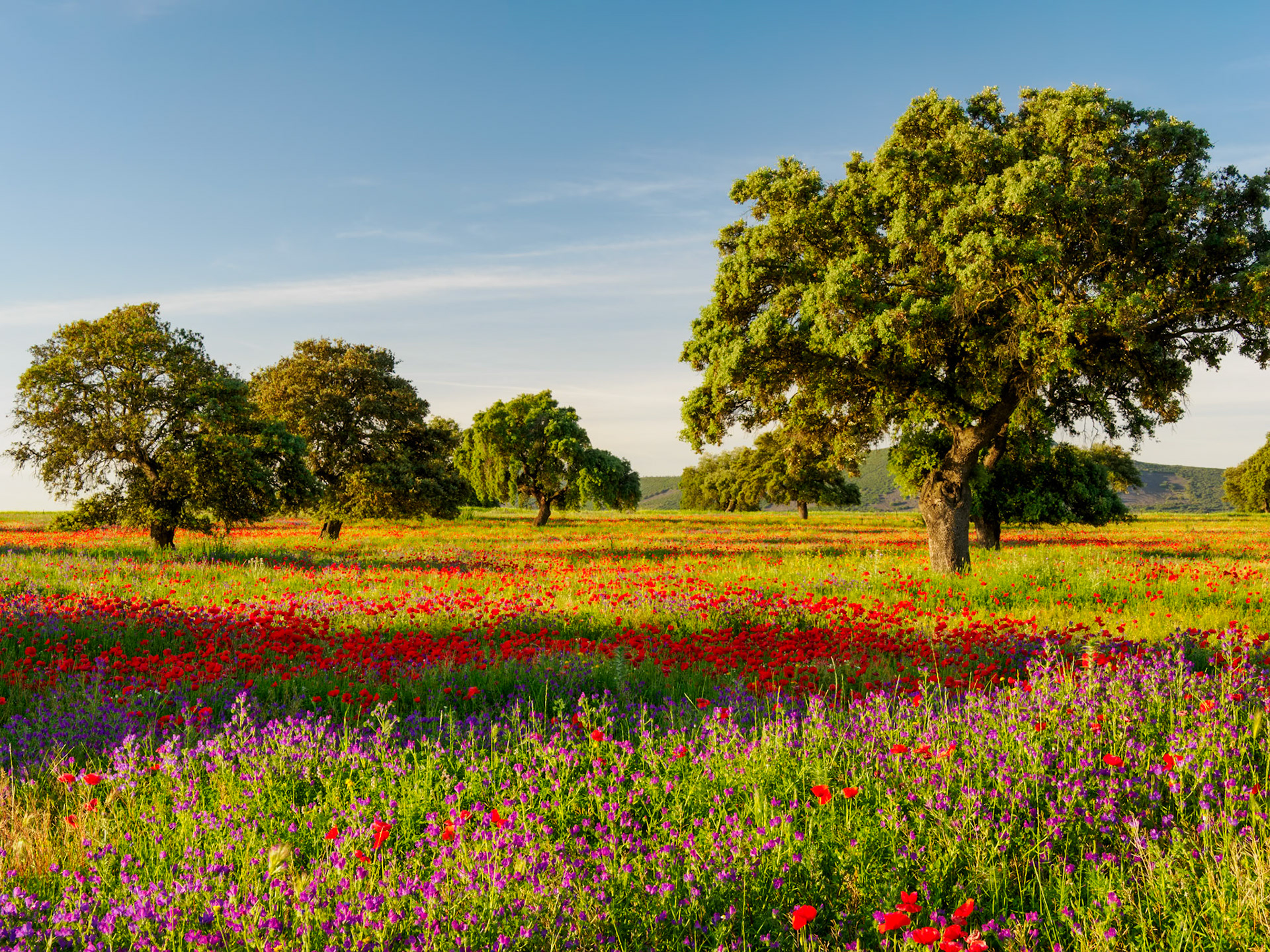 blühende Extrema Dura