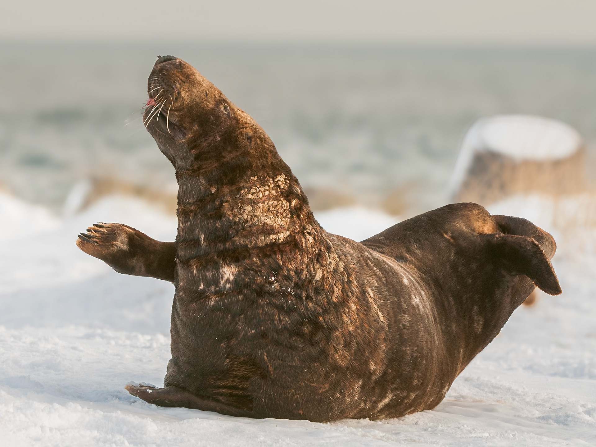 zufriedene Kegelrobbe