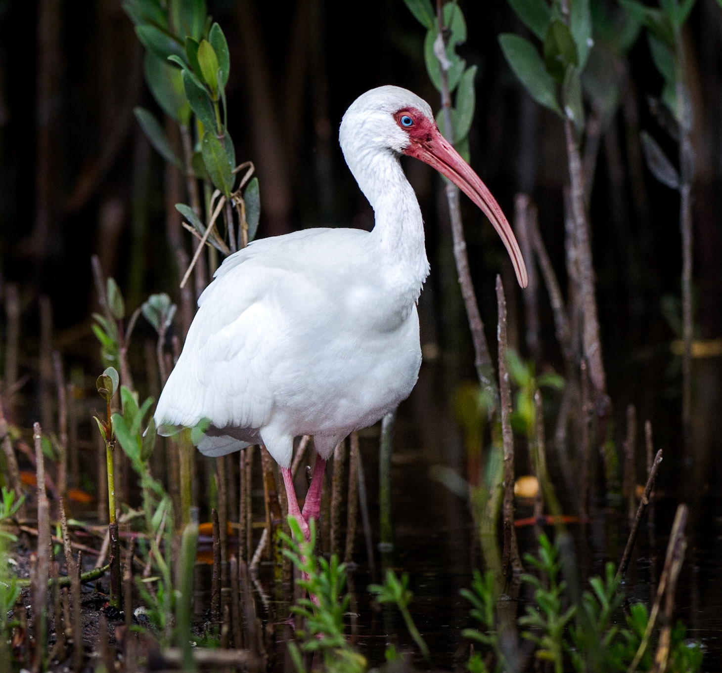 Schneesichler in den mangroven