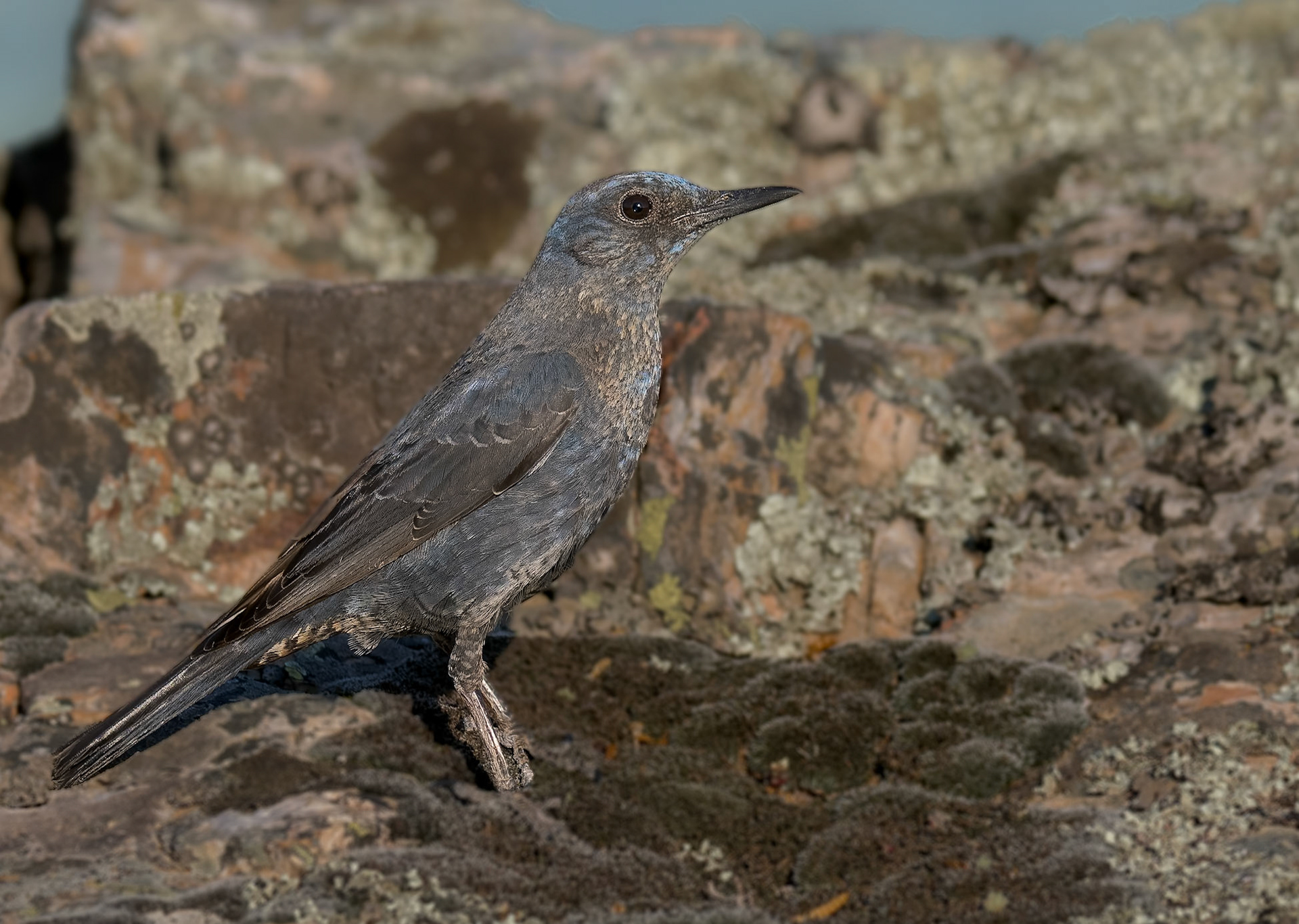 Blaumerle ( angefüttert )