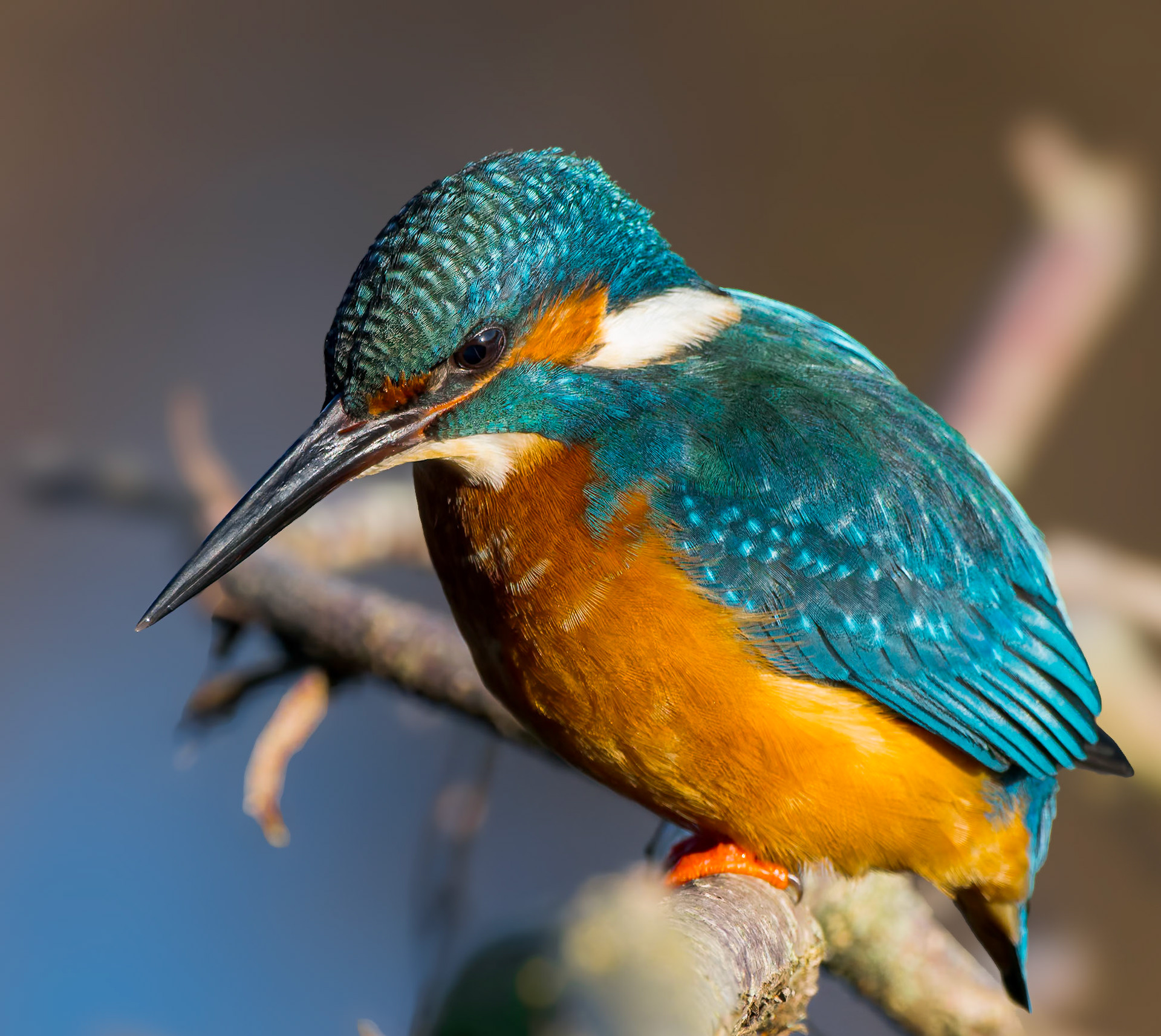...das passiert, wenn man den falschen Konverter auf dem Objektiv hat