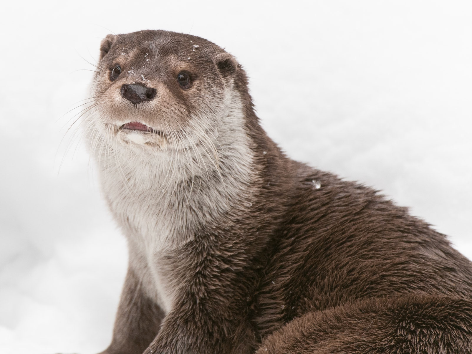 Otter im Schnee