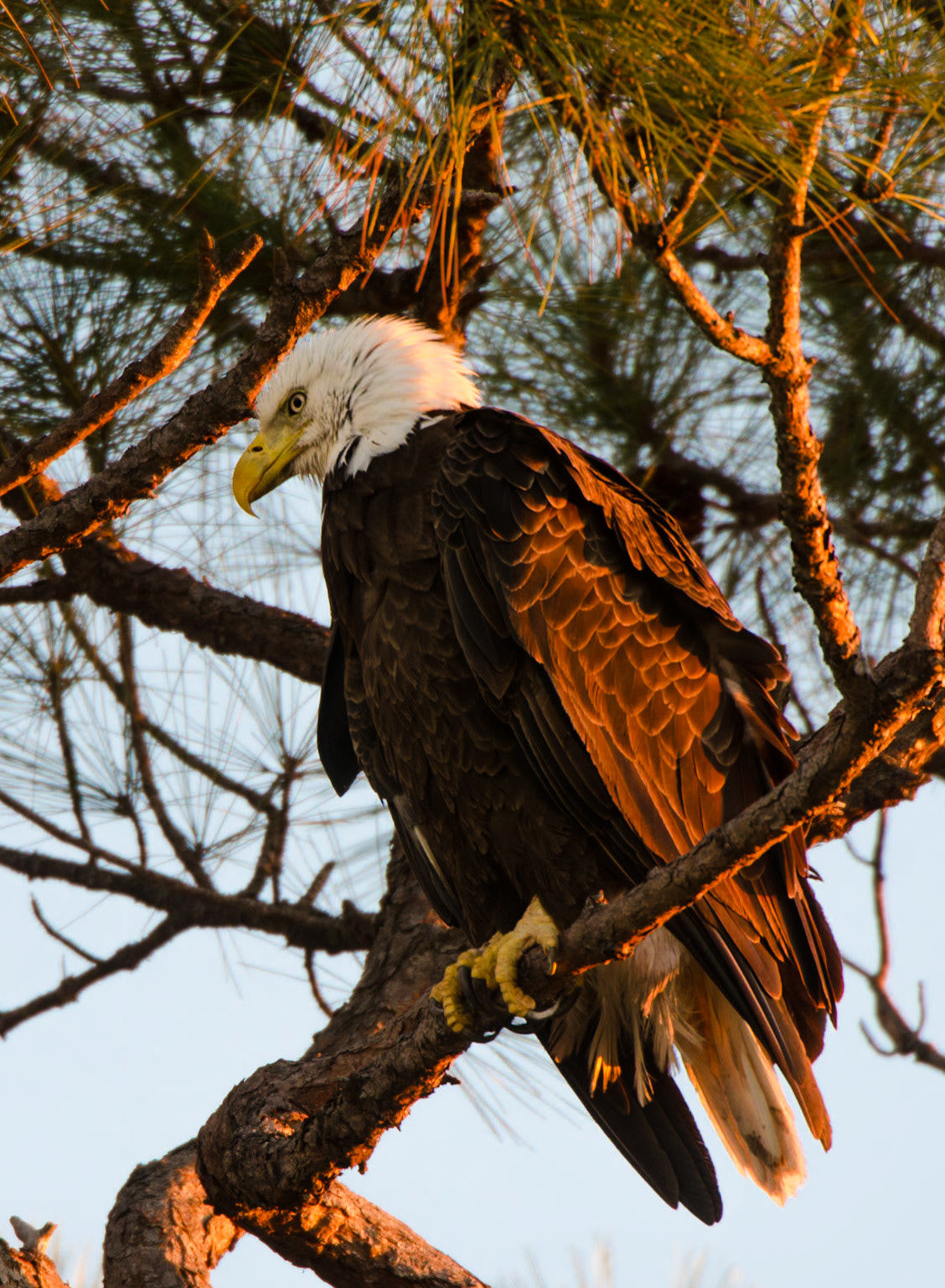 Weisskopfseeadler im Abendlicht