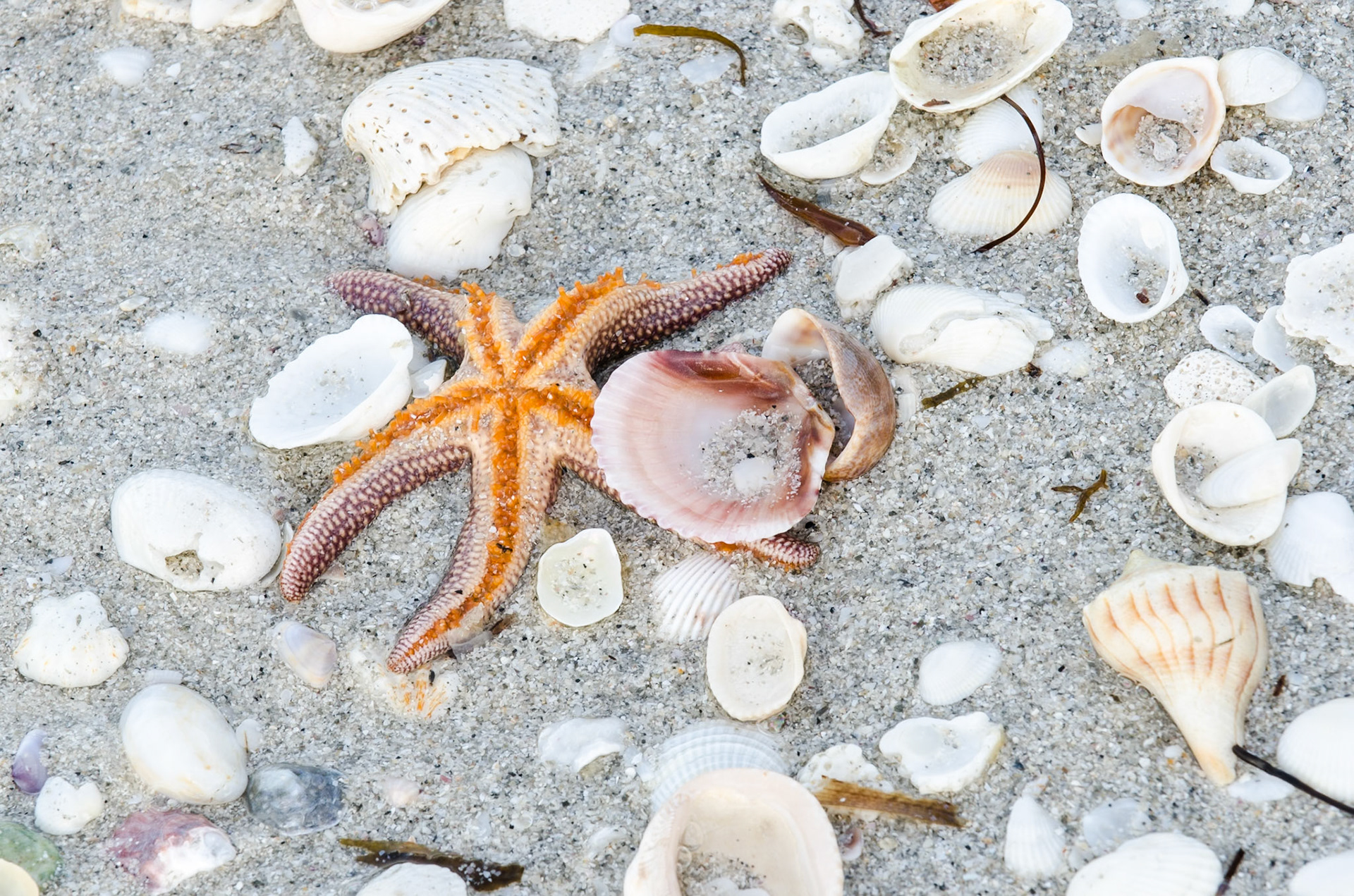 Seestern und Muscheln am Meer