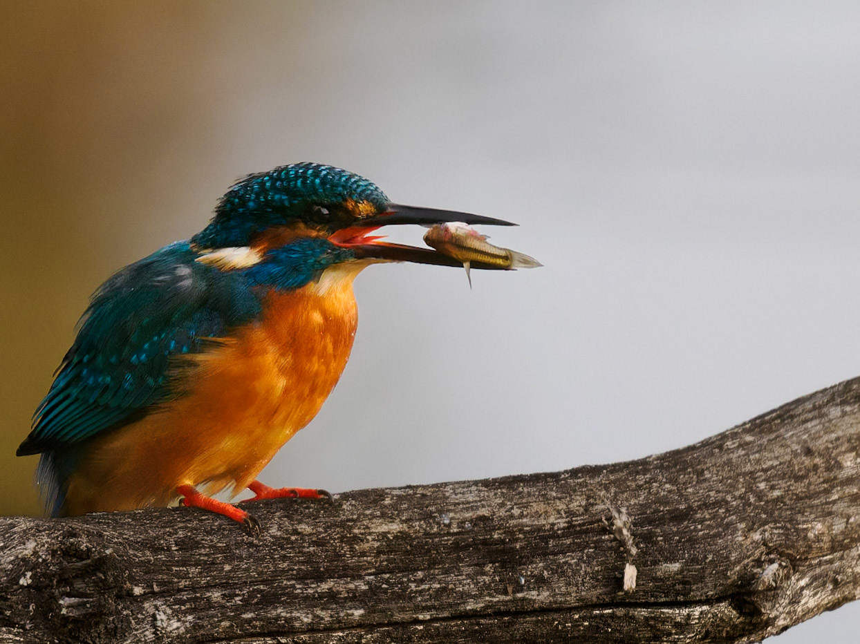 Eisvogel mit Beute