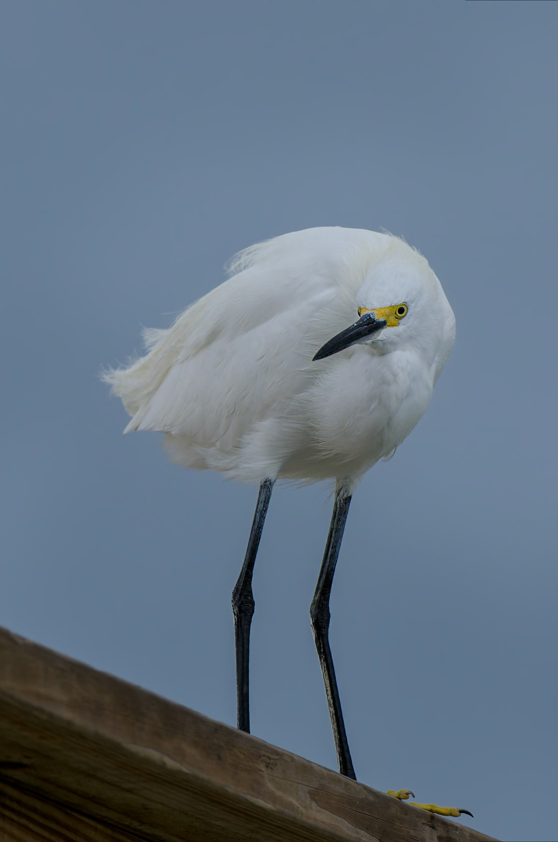 Seidenreiher auf der Lauer