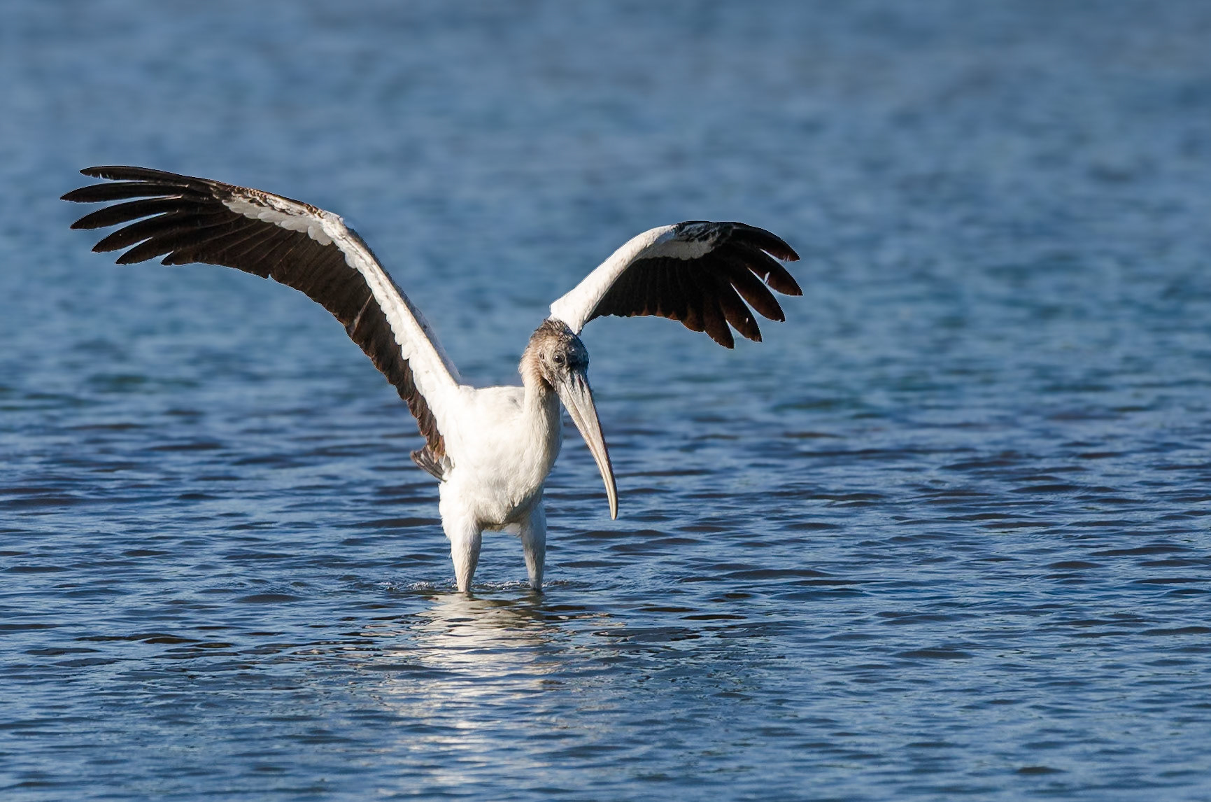 brauner Sichler ( Ibis )