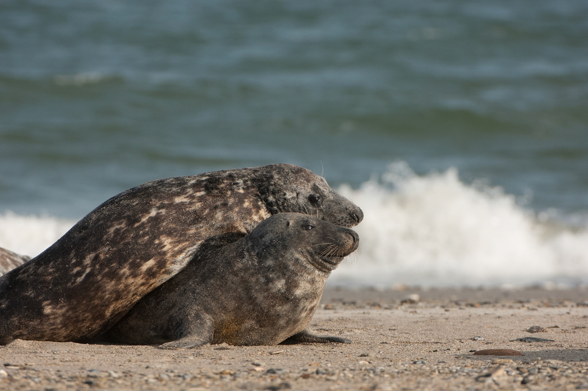 Liebesspiel bei den kegelrobben