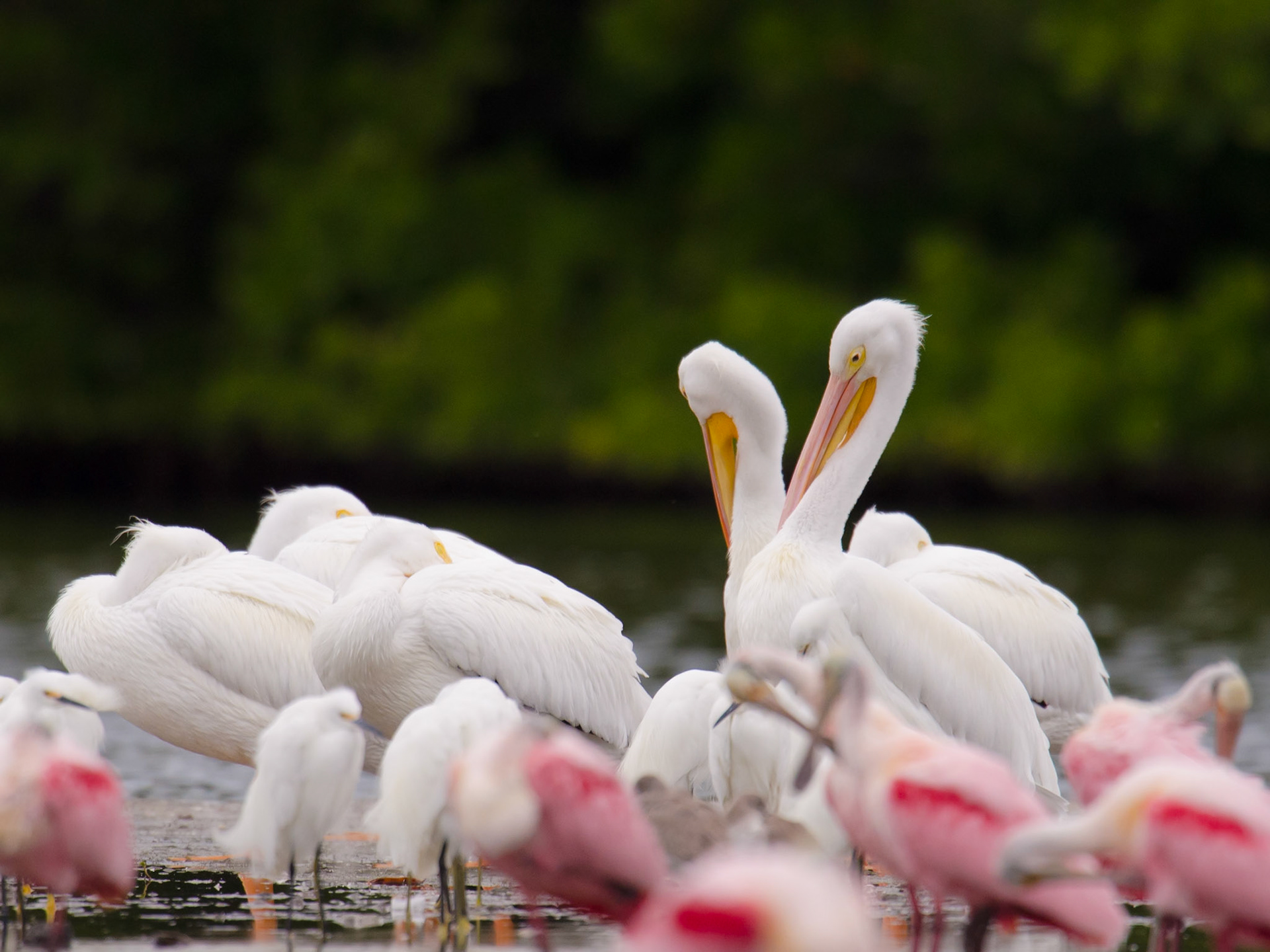 Pelikane und rosa Löffler