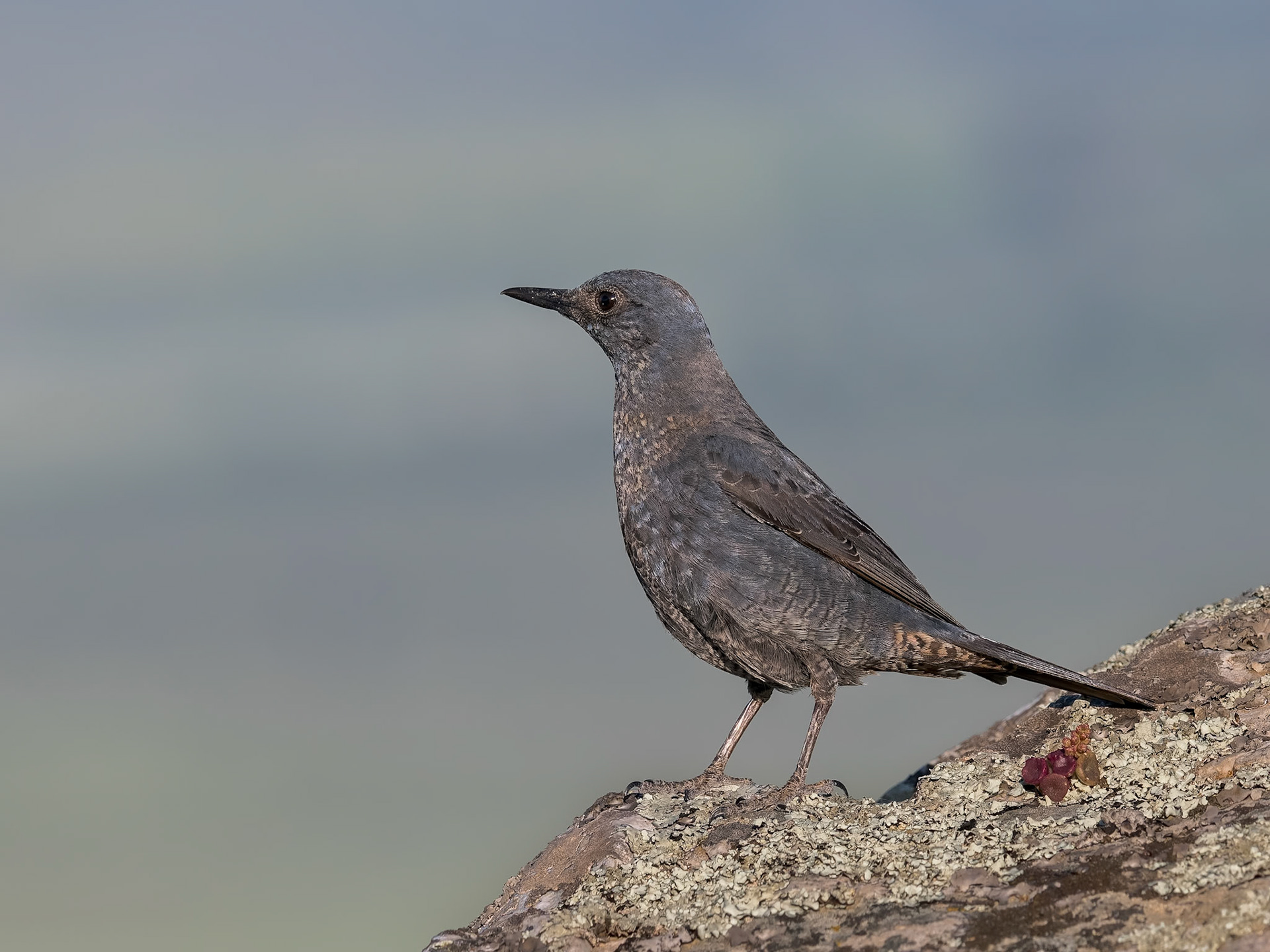 Blaumerle ( angefüttert )