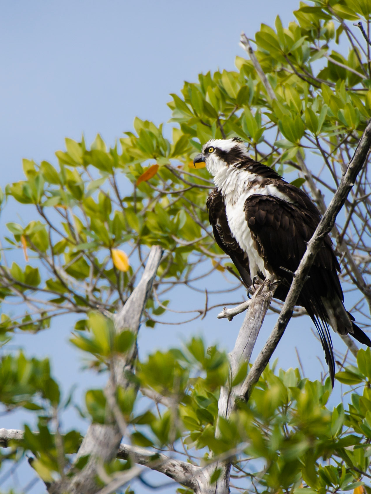 Fischadler am Morgen