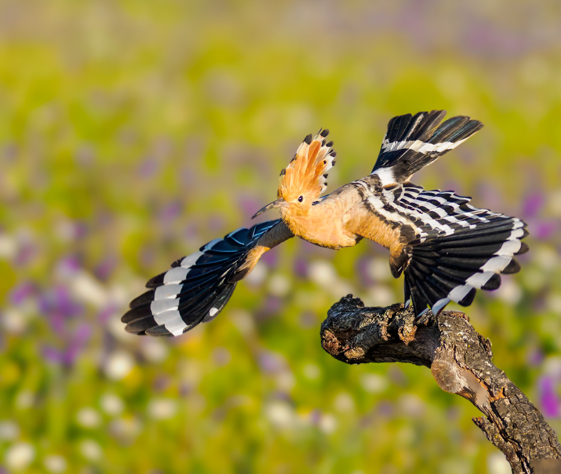 bfliegender Wiedehopf