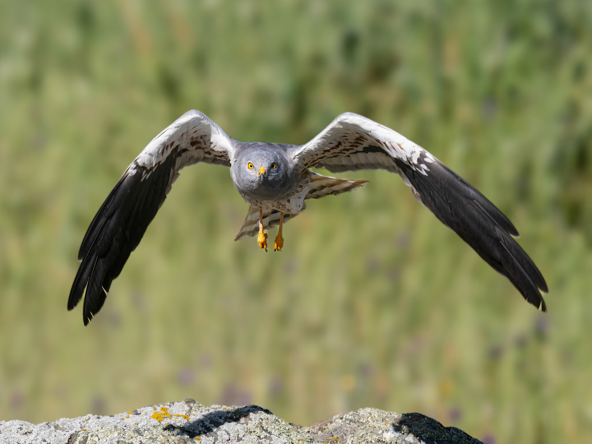 Wieseweihe im Flug
