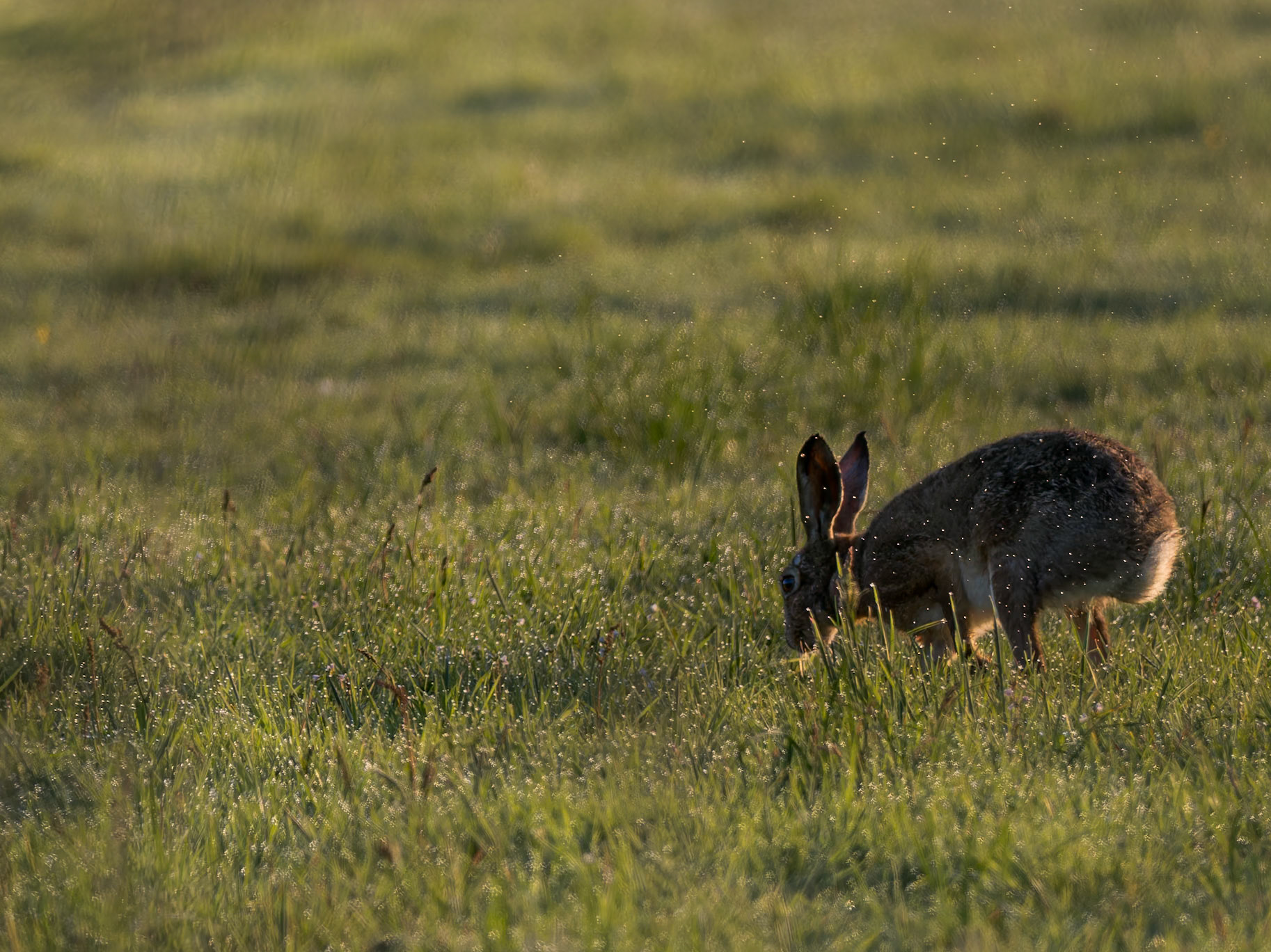 Hase am Morgen...