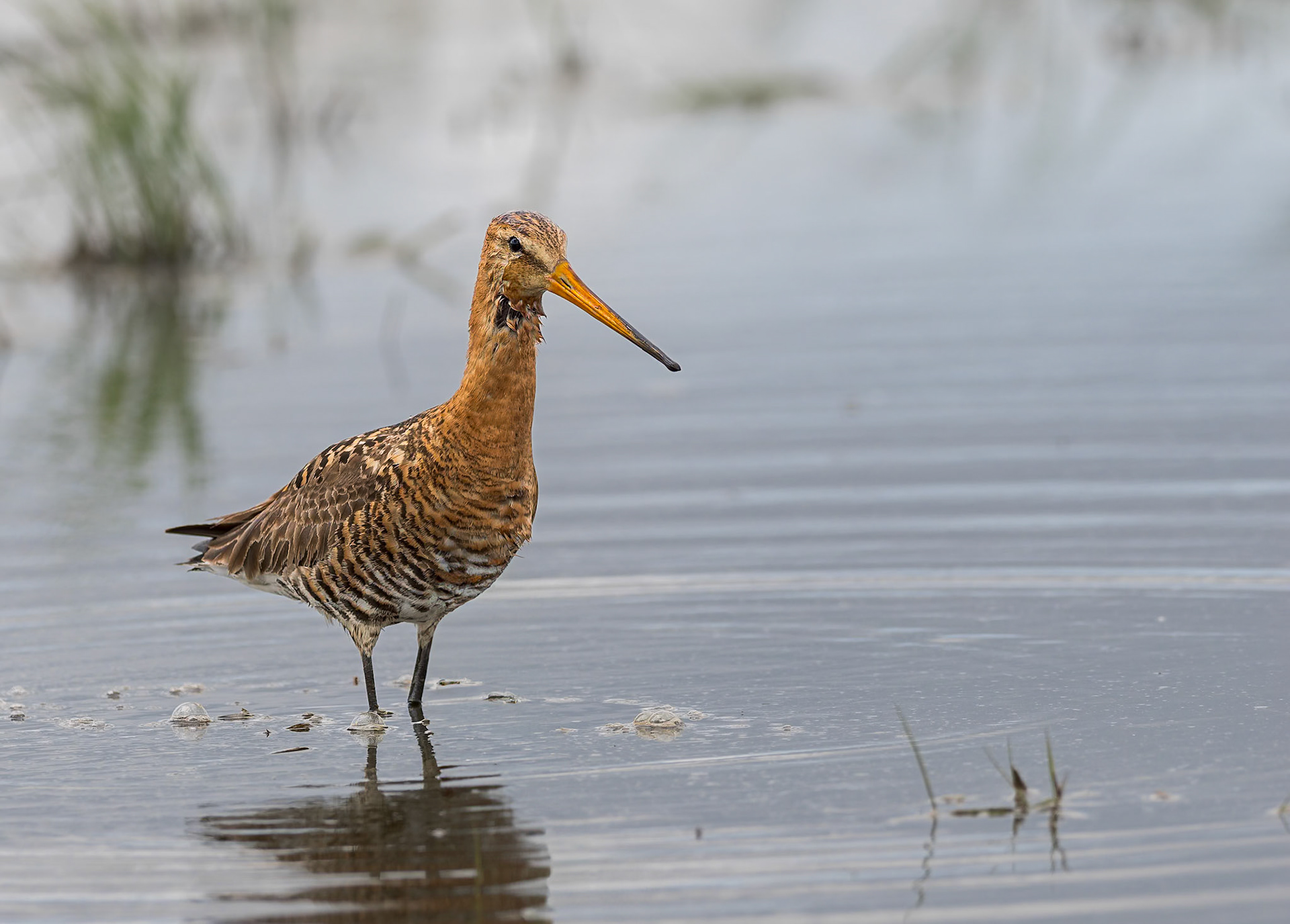 watende Uferschnepfe