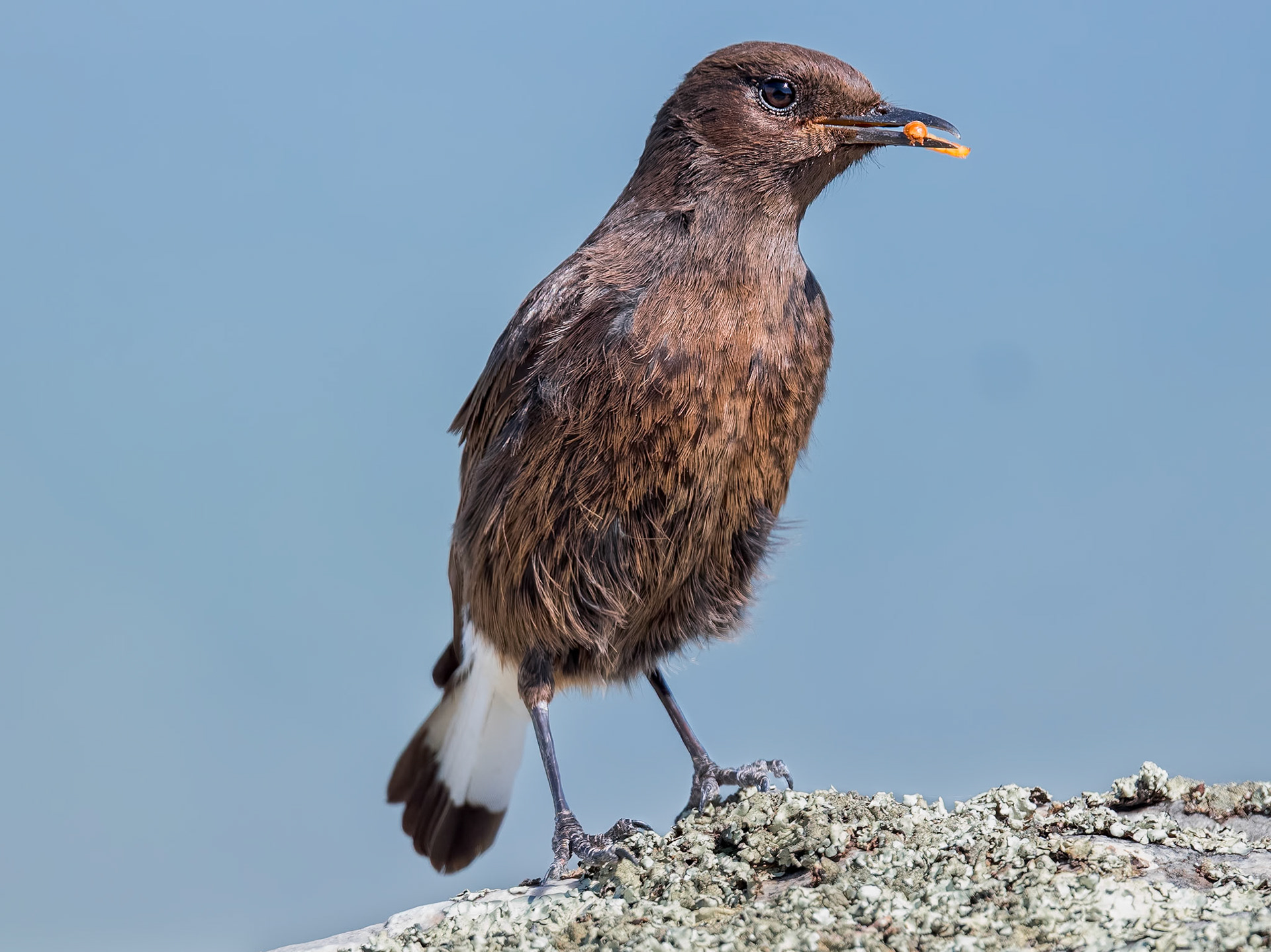 Trauersteinschmätzer ( angefüttert )