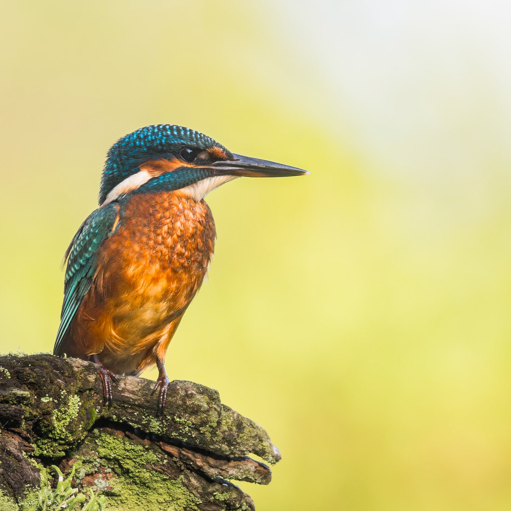 Eisvogel