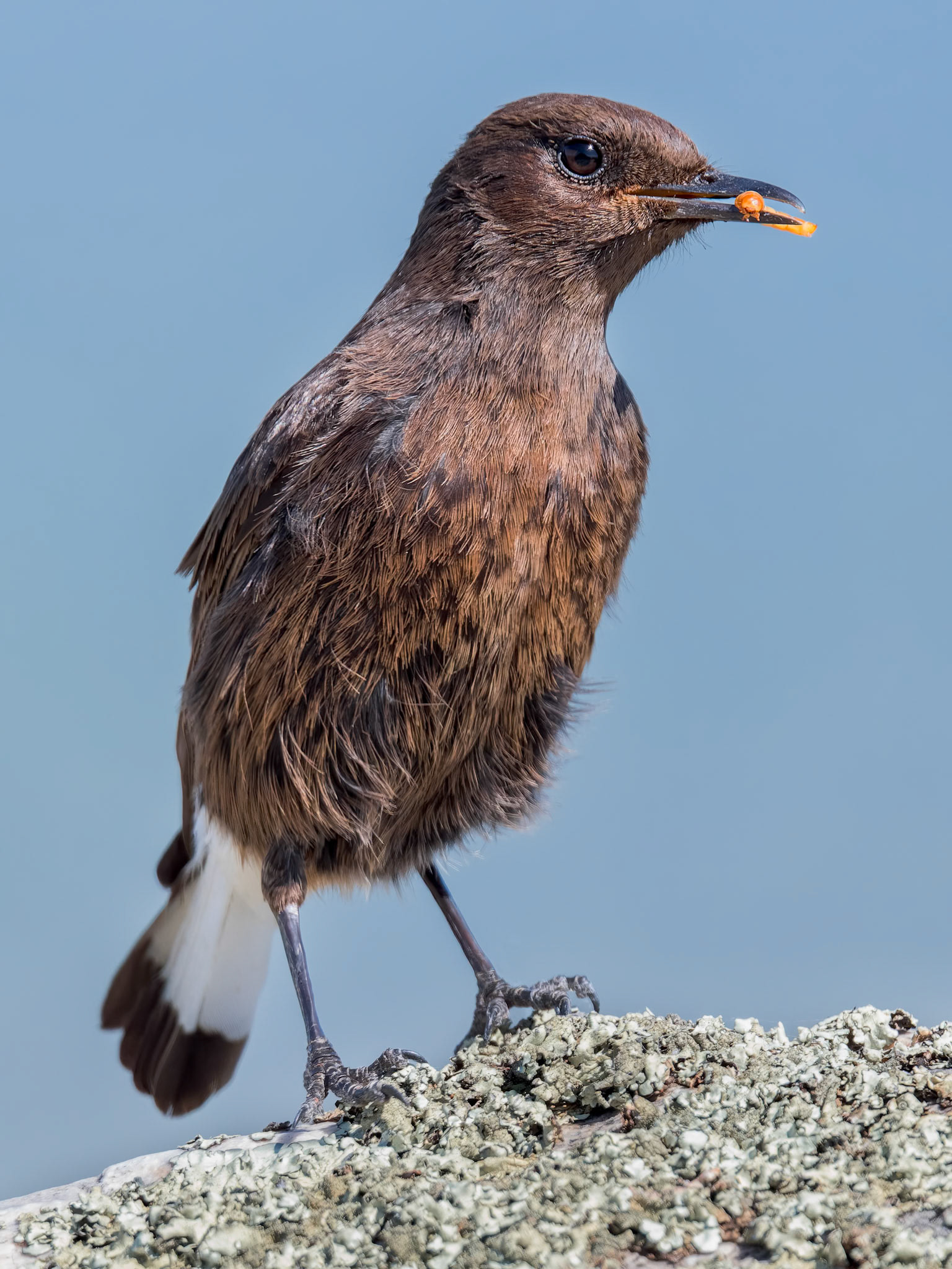 Trauersteinschmätzer ( angefüttert )