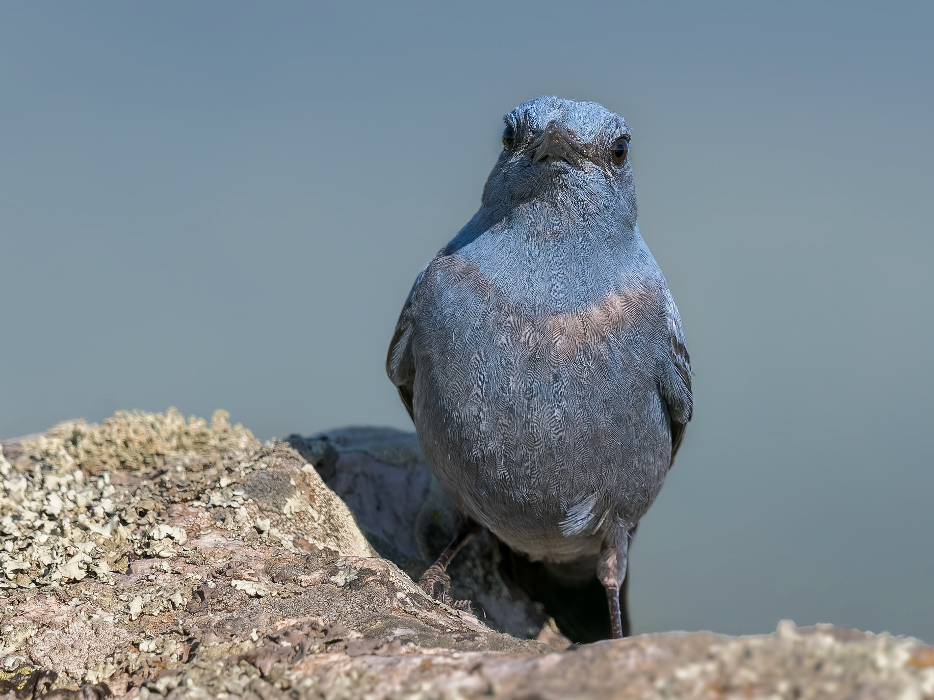 Blaumerle ( angefüttert )