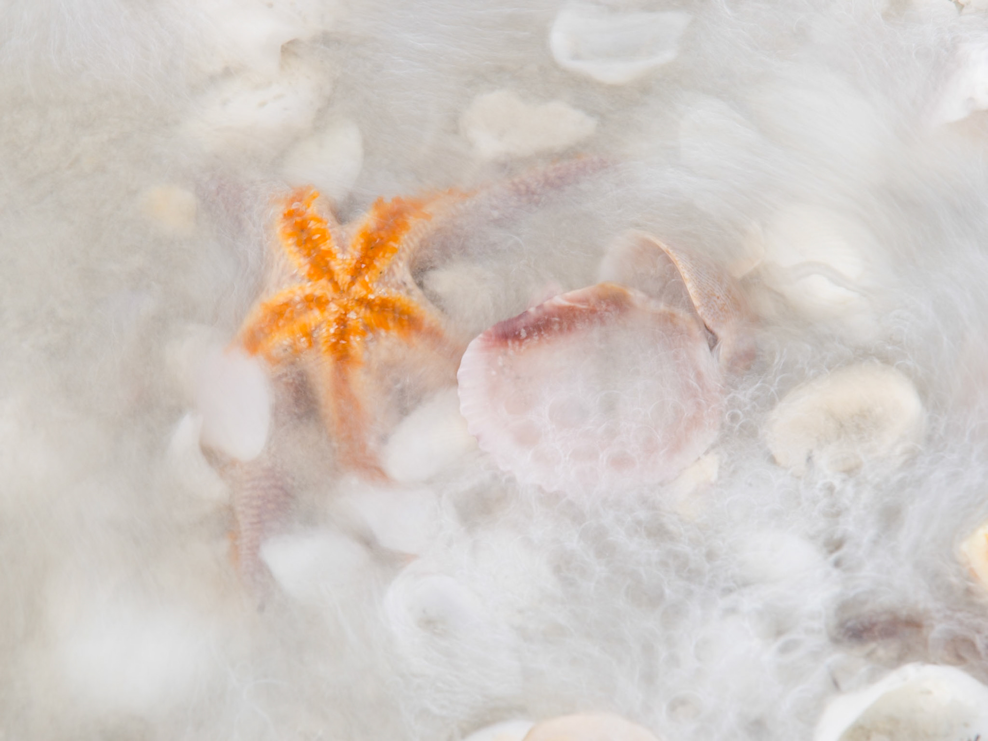 vom Meer überspülter Seestern