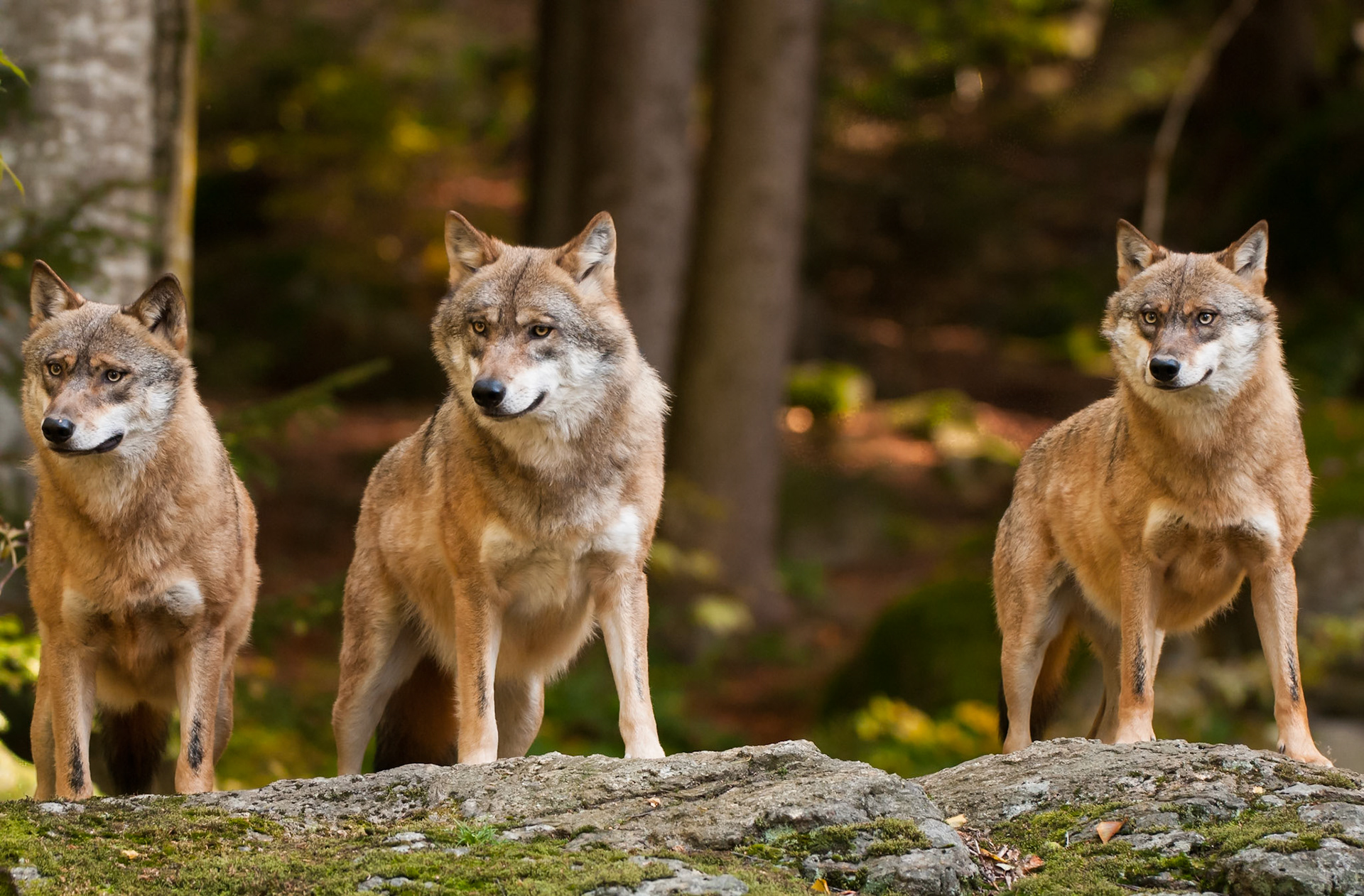 3 Wölhe im Tier-Freihgehege