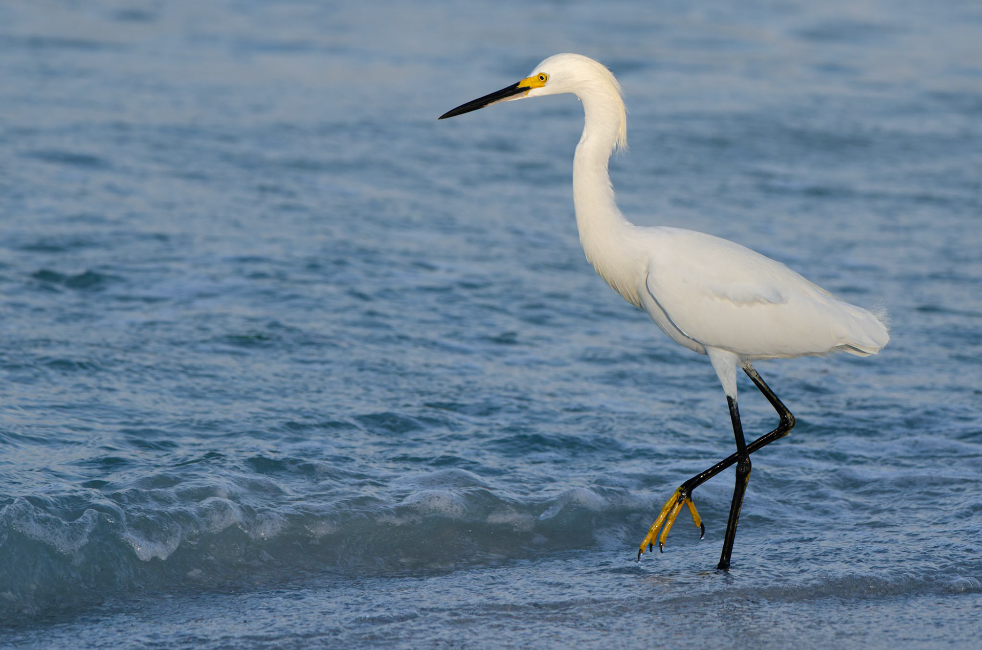 schreitender Seidenreiher am Meer