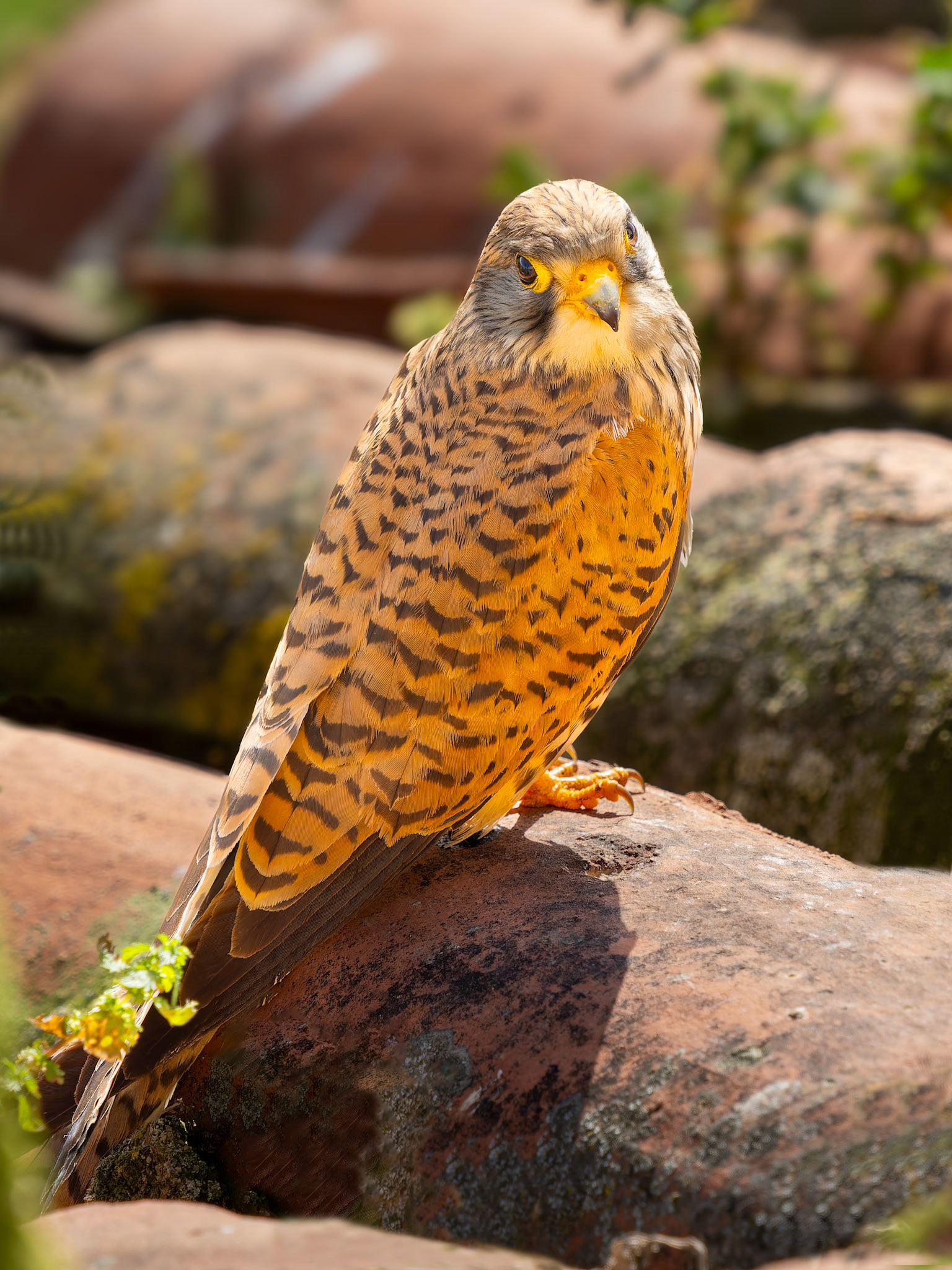 Rötelfalke